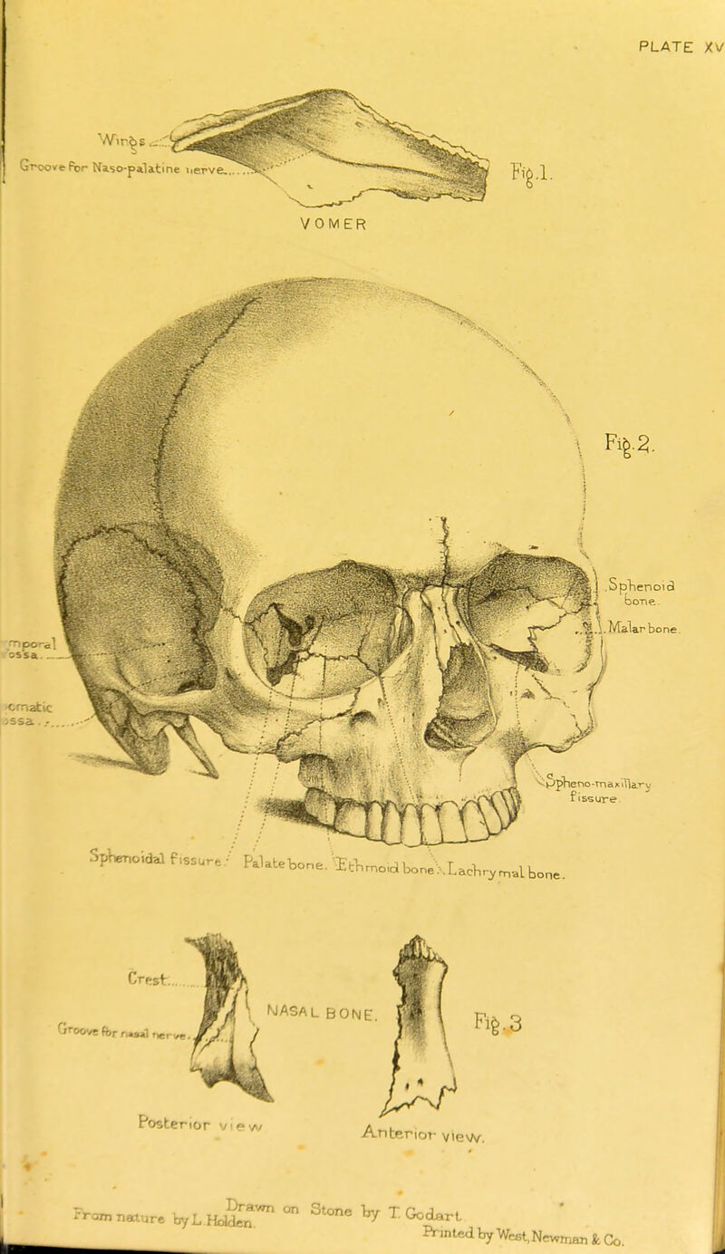 PLATE Groove For Naso-palatine Kerve. VOMER enoid fissure. SpWid.1 f,ssu.. / Palahebone/Ethr.o,clbone\Lachp ■yrnalbone. Crest f. jroove for r,«»al i \ MASALBONE. Poste rior vip'A/ Anb ;erior view. From nature by L Ho^ ^'^^ ^ ^od^rL Printed by West.Newman & Co.