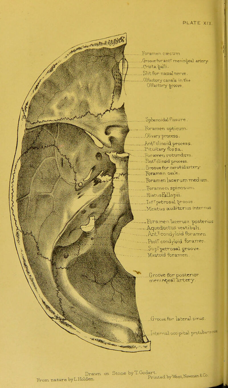 EoT-arnen caecum .(jroove ftirantr menim^eal arter/ 51it for -naLsaS nerve. Olfactory canals in tVie OlFactory groove. Sphenoidsdfissure . lebraTner opticum. Olivary process. Anf^ cl i noicl procea s, Pituitary-fop ?a ■ \ ■' T'orscmeiiroturydvi'm- 'h^m'—TostTcli-noidprocess. trroove-por earo-tidarter>- Toramen ova^e. Eoramen lacer um mediuTT. Borameri spinosum. E-iatusFallopii.. Inf^pebnosal ■groove .IVCeatus auaitorius internus ....Yoramenlaceruin postenus Aquecluctus ve&t'ibuli. ,AnL^ condyloid foraTnen PostT condyloid forampr-. ...5\Jp^petrosal groove. Mastoid foraTrren.. Groove for posterior rne^^r^t^e&\ artery. ,GTX)0V6fbr lateral sinuS. L...Internal occipital prc<tube'-»ii<=^ Drawn on Stone by T. Godart. „ Fro^ nature byL.Holden. Printed V^est.Newman^Co,