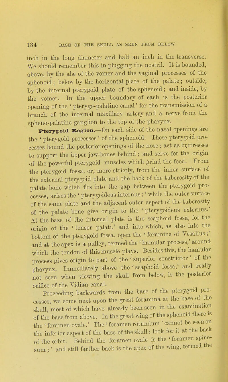 inch in the long diameter and half an inch in the transverse. We should remember this in plugging the nostril. It is bounded, above, by the alse of the vomer and the vaginal processes of the sphenoid ; below by the horizontal plate of the palate ; outside, by the internal pterygoid plate of the sphenoid; and inside, by the vomer. In the upper boundary of each is the posterior opening of the ' pterygo-palatine canal' for the transmission of a branch of the internal maxillary artery and a nerve from the spheno-palatme ganglion to the top of the pharynx. Pteryg-oid Beg-ion.—On each side of the nasal openings are the ' pterygoid processes ' of the sphenoid. These pterygoid pro- cesses bound the posterior openings of the nose; act as buttresses to support the tipper jaw-bones behind; and serve for the origin of the powerful pterygoid muscles which grind the food. From the pterygoid fossa, or, more strictly, from the inner surface of the external pterygoid plate and the back of the tuberosity of the palate bone which fits mto the gap between the pterygoid pro- cesses, arises the ' pterygoideus internus;' while the outer surface of the same plate and the adjacent outer aspect of the tuberosity of the palate bone give origm to the ' pterygoideus externus.' At the base of the internal plate is the scaphoid fossa, for the origin of the ' tensor palati,' and into which, as also into the bottom of the pterygoid fossa, open the ' foramina of Yesalius;' and at the apex is a pulley, termed the ' hamular process,' around which the tendon of this muscle plays. Besides this, the hamular process gives origin to part of the ' superior constrictor ' of the pharynx. Immediately above the ' scaphoid fossa, and really not seen when viewing the skull from below, is the posterior orifice of the Vidian canal. Proceedmg backwards from the base of the pterygoid pro- cesses, we come next upon the great foramina at the base of the skull, most of which have aheady been seen in the examination of the base from above. In the great wmg of the sphenoid there is the ' foramen ovale.' The ' foramen rotundum ' cannot be seen on the inferior aspect of the base of the skull: look for it at the back of the orbit. Behind the foramen ovale is the ' foramen spmo- and still farther back is the apex of the wing, termed the sum