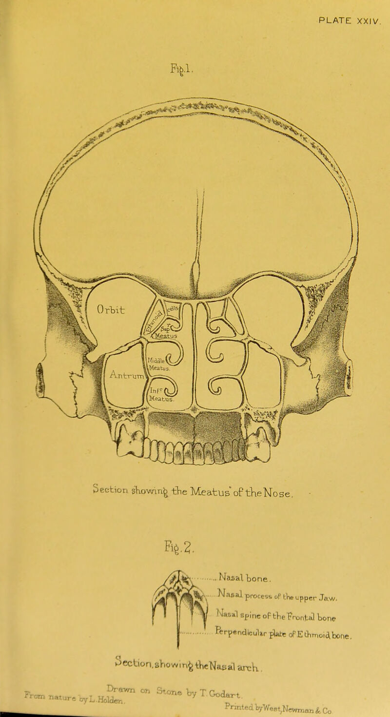 Nasal bone. ... Nasal process of tTie upper Jaw. ^ NaBil spine oF tine7ront J bone Section,showing tWNacial arcK, Drawn on Stone bv T CWi^=^+ From nature oyL.Holder. Oy 1 Oodart Pnnled VWest^Ncwroan Co