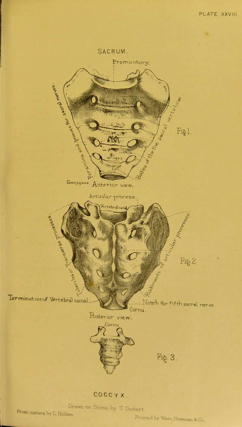 Articular process.. nerve. coccy X Dr nvr., Stone hy T Godart R-omnataretyLHolden ^ , Printed. Ly V/est, Mewman X,Co