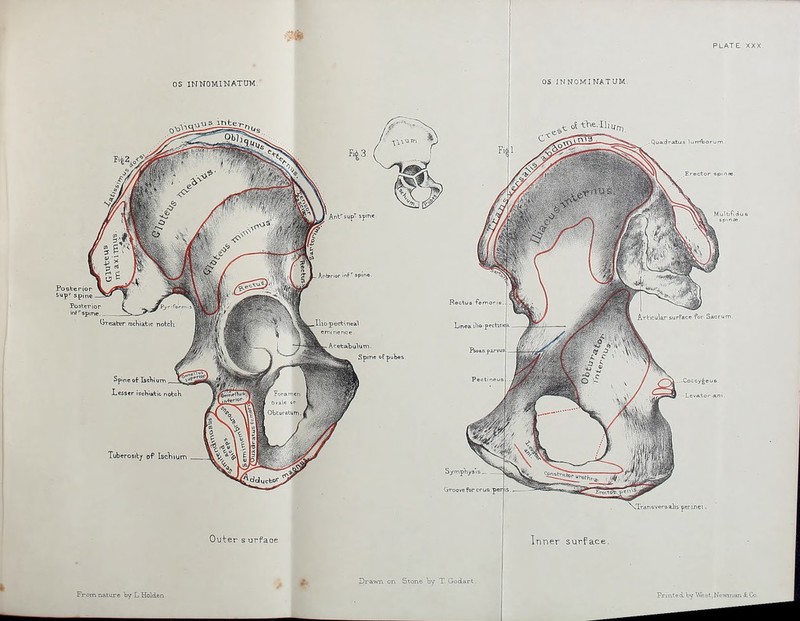 From nature by L Holden Drawn on Stone hy T. Godart Printei by West,Newnian i.Ci>