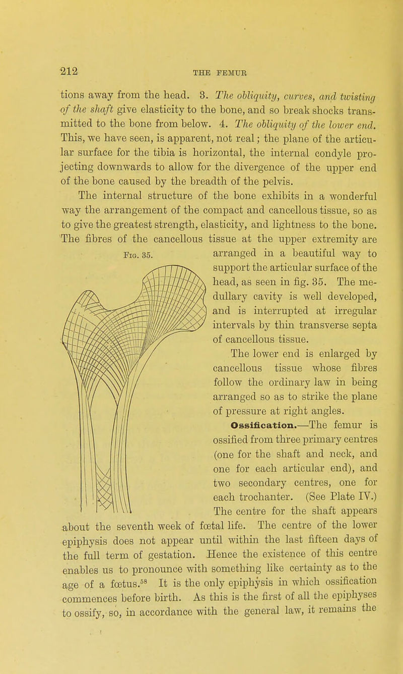 ^12 tions away from the head. 3. The obliquity, curves, and twisting of the shaft give elasticity to the bone, and so break shocks trans- mitted to the bone from below. 4. The obliquity of the lower end. This, we have seen, is apparent, not real; the plane of the articu- lar surface for the tibia is horizontal, the internal condyle pro- jecting downwards to allow for the divergence of the upper end of the bone caused by the breadth of the pelvis. The internal structure of the bone exhibits in a wonderful way the arrangement of the compact and cancellous tissue, so as to give the greatest strength, elasticity, and lightness to the bone. The fibres of the cancellous tissue at the upper extremity are Pig. 35. arranged in a beautiful way to support the articular surface of the head, as seen in fig. 35. The me- dullary cavity is well developed, and is interrupted at irregular intervals by thin transverse septa of cancellous tissue. The lower end is enlarged by cancellous tissue whose fibres follow the ordinary law in being arranged so as to strike the plane of pressure at right angles. Ossification.—The femur is ossified from three primary centres (one for the shaft and neck, and one for each articular end), and two secondary centres, one for each trochanter. (See Plate IV.) The centre for the shaft appears about the seventh week of foetal life. The centre of the lower epiphysis does not appear until withm the last fifteen days of the full term of gestation. Hence the existence of this centre enables us to pronounce with something like certainty as to the age of a foetus.^* It is the only epiphysis in which ossification commences before birth. As this is the first of all tJie epiphyses to ossify, so, in accordance with the general law, it remains the