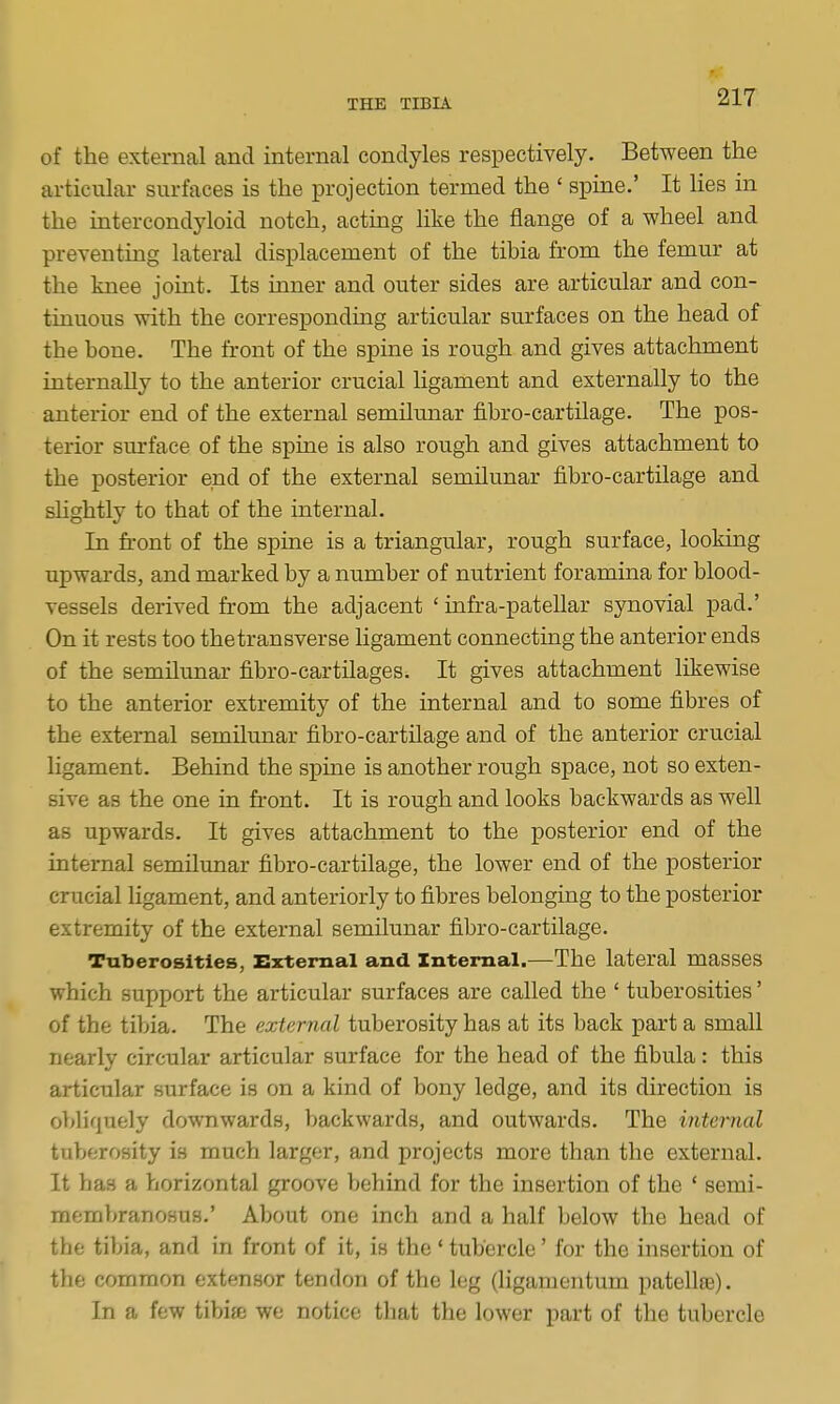 of the external and internal condyles respectively. Between the articular surfaces is the projection termed the ' spine.' It lies in the intercondyloid notch, actmg like the flange of a wheel and preventing lateral displacement of the tibia from the femm- at the knee joint. Its inner and outer sides are articular and con- tinuous with the corresponding articular surfaces on the head of the bone. The front of the spine is rough and gives attachment internally to the anterior crucial ligament and externally to the anterior end of the external semilunar fibro-cartilage. The pos- terior surface of the spine is also rough and gives attachment to the posterior end of the external semilunar fibro-cartilage and shghtly to that of the internal. In front of the spine is a triangular, rough surface, looking upwards, and marked by a number of nutrient foramina for blood- vessels derived from the adjacent ' infra-patellar synovial pad.' On it rests too thetransverse ligament connecting the anterior ends of the semilunar fibro-cartilages. It gives attachment likewise to the anterior extremity of the internal and to some fibres of the external semilunar fibro-cartilage and of the anterior crucial ligament. Behind the spme is another rough space, not so exten- sive as the one in front. It is rough and looks backwards as well as upwards. It gives attachment to the posterior end of the internal semilunar fibro-cartilage, the lower end of the posterior crucial ligament, and anteriorly to fibres belonging to the posterior extremity of the external semilunar fibro-cartilage. Tuberosities, External and Internal.—The lateral masses which support the articular surfaces are called the ' tuberosities' of the tibia. The external tuberosity has at its back part a small nearly circular articular surface for the head of the fibula: this articular surface is on a kind of bony ledge, and its direction is obliquely downwards, backwards, and outwards. The internal tuberosity is much larger, and projects more than the external. It has a horizontal groove behind for the insertion of the ' semi- membranosus.' About one inch and a half below the head of the tibia, and in front of it, is the * tubercle' for the insertion of the common extensor tendon of the leg (ligamentum patellfe). In a few tibi® we notice that the lower part of the tubercle