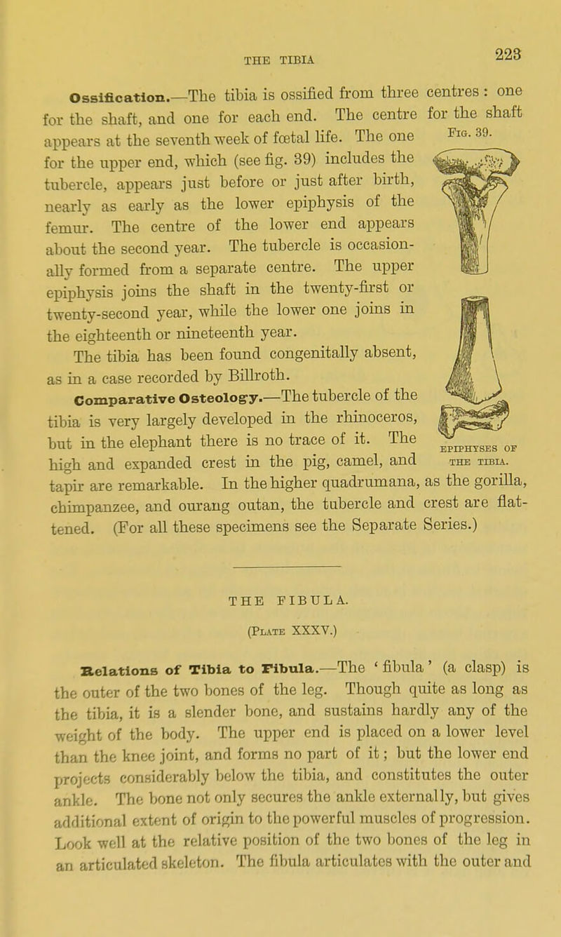 Ossification.—The tibia is ossified from three centres : one for the shaft, and one for each end. The centre forJ)he shaft appears at the seventh week of foetal life. The one for the upper end, which (see fig. 39) includes the tubercle, appears just before or just after birth, nearly as early as the lower epiphysis of the femur. The centre of the lower end appears about the second year. The tubercle is occasion- ally formed from a separate centre. The upper epiphysis joms the shaft in the twenty-first or twenty-second year, while the lower one joms in the eighteenth or nineteenth year. The tibia has been found congenitally absent, as in a case recorded by Billroth. Comparative Osteology.—The tubercle of the tibia is very largely developed m the rhmoceros, but in the elephant there is no trace of it. The high and expanded crest in the pig, camel, and the tibia. tapu: are remarkable. In the higher quadrumana, as the gorilla, chimpanzee, and ourang outan, the tubercle and crest are flat- tened. (For all these spechnens see the Separate Series.) THE FIBULA. (Plate XXXV.) Belatlons of Tibia to Fibula.—The * fibula' (a clasp) is the outer of the two bones of the leg. Though quite as long as the tibia, it is a slender bone, and sustains hardly any of the weight of the body. The upper end is placed on a lower level than the knee joint, and forms no part of it; but the lower end projects considerably below the tibia, and constitutes the outer ankle. The bone not only secures the anlde externally, but gives additional extent of origin to the powerful muscles of progression. Look well at the relative position of the two bones of the leg in an articulated skeleton. The fibula articulates with the outer and