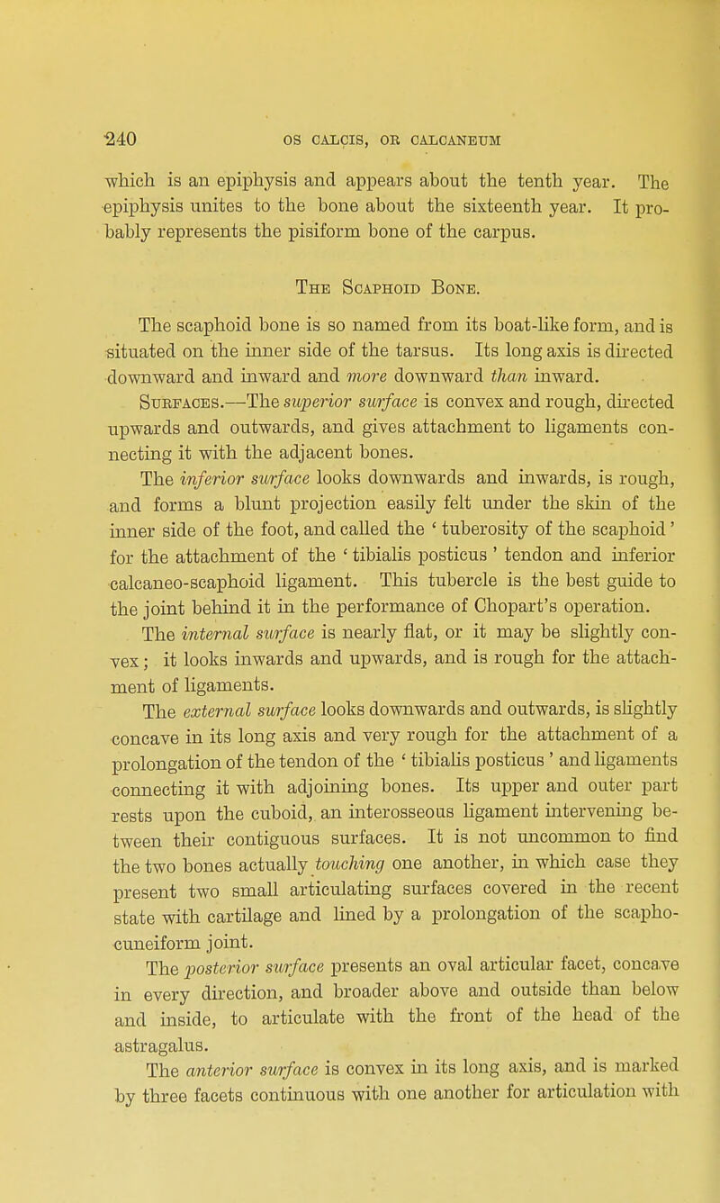 which is an epiphysis and appears about the tenth year. The epiphysis unites to the bone about the sixteenth year. It pro- bably represents the pisiform bone of the carpus. The Scaphoid Bone. The scaphoid bone is so named from its boat-hke form, and is situated on the inner side of the tarsus. Its long axis is dhected downward and inward and more downward than inward. Surfaces.—The superior surface is convex and rough, dhected upwards and outwards, and gives attachment to ligaments con- necting it with the adjacent bones. The inferior surface looks downwards and inwards, is rough, and forms a blunt projection easily felt under the skin of the inner side of the foot, and called the ' tuberosity of the scaphoid ' for the attachment of the ' tibialis posticus ' tendon and inferior •calcaneo-scaphoid ligament. This tubercle is the best guide to the joint behind it in the performance of Chopart's operation. The internal surface is nearly fiat, or it may be slightly con- vex ; it looks inwards and upwards, and is rough for the attach- ment of ligaments. The external surface looks downwards and outwards, is slightly concave in its long axis and very rough for the attachment of a prolongation of the tendon of the ' tibiaHs posticus ' and ligaments connecting it with adjoining bones. Its upper and outer part rests upon the cuboid, an mterosseous ligament uatervening be- tween then- contiguous surfaces. It is not uncommon to find the two bones actually touching one another, m which case they present two small articulating surfaces covered in the recent state with cartilage and lined by a prolongation of the scapho- cuneiform joint. The posterior surface presents an oval articular facet, conca.ve in every direction, and broader above and outside than below and inside, to articulate with the front of the head of the astragalus. The anterior surface is convex in its long axis, and is marked by three facets continuous with one another for articulation with