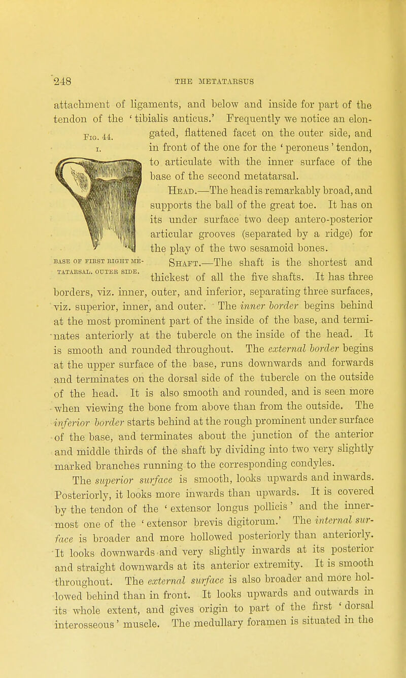 BASE OF FIRST BIGHT IIE TATABSAL. OUTEB SIDE. attachment of ligaments, and below and inside for part of the tendon of the ' tibialis anticus.' Frequently we notice an elon- gated, flattened facet on the outer side, and in front of the one for the ' peroneus ' tendon, to articulate with the inner surface of the base of the second metatarsal. Head.—The head is remarkably broad, and supports the ball of the great toe. It has on its under surface two deep antero-posterior articular grooves (separated by a ridge) for the play of the two sesamoid bones. Shaft.—The shaft is the shortest and thickest of all the five shafts. It has three borders, viz. inner, outer, and inferior, separating three surfaces, viz. superior, inner, and outer. The wmer border begins behind at the most prominent part of the inside of the base, and termi- nates anteriorly at the tubercle on the inside of the head. It is smooth and rounded throughout. The external border begins at the upper surface of the base, runs downwards and forwards and terminates on the dorsal side of the tubercle on the outside of the head. It is also smooth and rounded, and is seen more when viewing the bone from above than from the outside. The inferior border starts behind at the rough prominent under surface of the base, and terminates about the junction of the anterior and middle thirds of the shaft by dividing uito two very slightly marked branches runnmg to the corresponding condyles. The superior surface is smooth, loolis upwards and inwards. Posteriorly, it looks more inwards than upwards. It is covered by the tendon of the ' extensor longus polhcis ' and the inner- most one of the ' extensor brevis digitorum.' The internal sur- face is broader and more hollowed posteriorly than anteriorly. It looks downwards and very shghtly inwards at its posterior and straight downwards at its anterior extremity. It is smooth throughout. The external surface is also broader and more hol- lowed behind than in front. It looks upwards and outwards in its whole extent, and gives origin to part of the first ' dorsal interosseous' muscle. The medullary foramen is situated in the