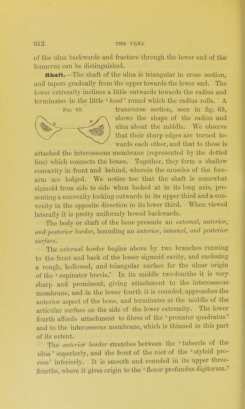 of the ulna backwards and fracture through the lower end of the- humerus can be distinguished. Shaft.—The shaft of the ulna is triangular in cross section, and tapers gradually from the upper towards the lower end. The lower extremity inclines a little outwards towards the radius and tel-minates in the little ' head' round which the radius rolls. A Fig. 63. transverse section, seen in fig. 63, shows the shape of the radius and ulna about the middle. We observe that their sharp edges are turned to- wards each other, and that to these is attached the interosseous membrane (represented by the dotted line) which connects the bones. Together, they form a shaUow concavity in front and behind, wherein the muscles of the fore- arm are lodged. We notice too that the shaft is somewhat sigmoid from side to side when looked at in its long axis, pre- senting a convexity looking outwards in its upper third and a con- vexity m the opposite direction in its lower third. When viewed laterally it is pretty uniformly bowed backwards. The body or shaft of the bone presents an external, anterior,' andrposter-ibr border, bounding an anterior, internal, and jiostenor surfd'cei ■ -external border begins above by two branches running to the'front and back of the lesser sigmoid canity, and enclosmg a rough, hollowed, -and triangular surface for the ulnar origin of the ' supinator brevis.' In its middle two-fourths it is very- sharp and prominent, giving attachment to the interosseous membrane, and.in the lower fourth it is rounded, approaches the anterior aspect of the bone, and terminates at the middle of the ai-ticulair surface on the side of the lower extremity. The lower fourth affords attachment to fibres of the ' pronator quadratus '•• and to the interosseous membrane, which is thinned m this part <)f its extent. - The-anterior iorrZer stretches between the 'tubercle of the tilna' superiorly, and the front of the root of the ' styloid pro- cess' inferiorly. It is smooth and rounded in its upper three- foiirths, where it gives origin to the ' flexor profundus digitorum.'^