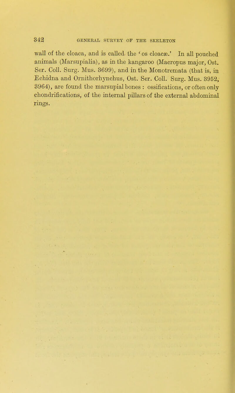wall of the cloaca, and is called, the ' os cloacaB.' In all pouched animals (Marsupialia), as in the kangaroo (Macropus major, Ost. Ser. Coll. Surg. Mus. 8699), and in the Monotremata (that is, in Echidna and Ornithorhynchus, Ost. Ser. Coll. Surg. Mus. 3952, 3964), are fotmd the marsupial bones : ossifications, or often only chondrifications, of the internal pillars of the external abdominal rings.
