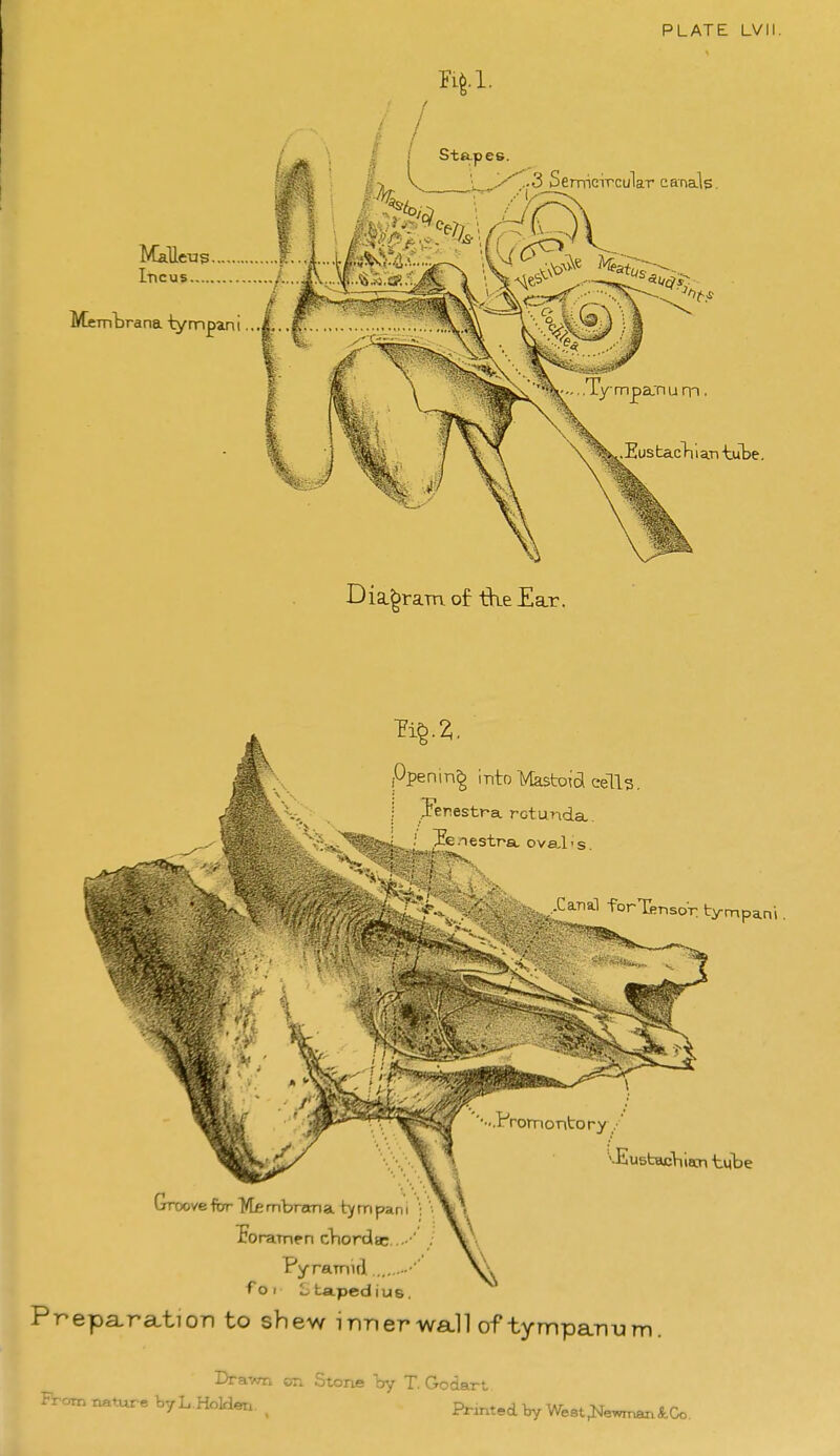 PLATE LVII. ppe n i ! nto Mastoid cells. I lenestra rctuTida. Je.Testra. oval-s. '.Eustachlecn tube Grooveftrr Membrema tympam '; » foramen cliorda- ... ' , Pyramul -■' f o I L taped jus. Prepa-ration to shew inner wa.!! of tympanum. Drawn on Stone hy T. Go dart From natur e byL HoHer. , Printed by Weat^ewnaniCo.