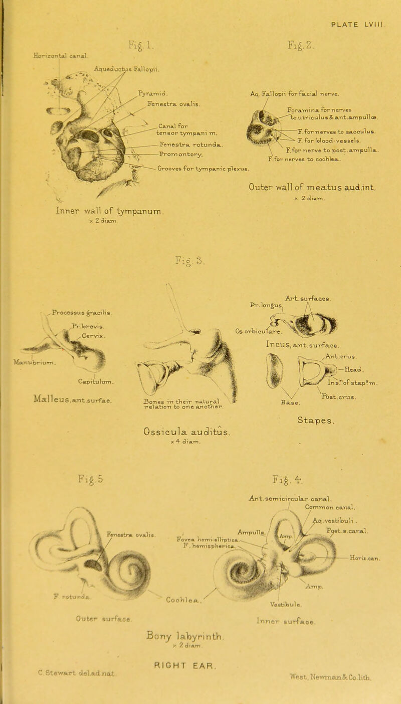 Hortzo'nta) ca.nal. Aqueductus FaUopii. Pyramid. Fenestra ovalis. - - ^ , Ca.na.1 for Fi§.2. Aq. Failopii forfa.cial -nerve. tensor tympani m. Fenestra, rotunda. Prom on tory. Grooves For tympanic plexus. Foramina Tor nerves to utriculusZcant.ampulloB, F.fornervee to sacculus. s^i^V—^ p. for Wood-vessels. \^ F.for nerve to post.ampulla. F.fornerves to cocVilea,. Outer wall of meatus aud.int. X 2 diftm. Inner wall of tympanum. X 2 diarM Fio.3. 'laTriubriurn Capiiulom. Mall eUS.ant.surfae. Pr.loTi^us Art. surfaces. A Bones m tVieir natural T'elatioT) to one another. Ossicula auditus. X 4 diam. Os orbicu1are. In CUS, a.nt.surface. ^Ant.crus. te7!-Heao:. R>st.crus. 1] V Base. Stapes. Fig, 5 Ant. semicircular canal. Common caYia*. F«ne»tr* ovali*. , Ampun^ Fovea neTm-^llTptica.-...,^^ I K. TitmispVierica ^ ' / g \ /^^..vestiouli , CooViloj Bony laToyrintVi. y 7. diam Vetrtikule. Inner BurPaoe. C Stewstrt clel.«uinat. RIGHT EAR West. Newman JtCo.lith.