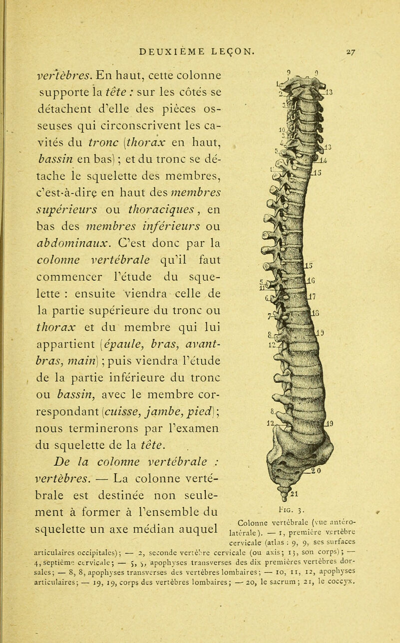 vertèbres. En haut, cette colonne supporte la tête : sur les côtés se détachent d'elle des pièces os- seuses qui circonscrivent les ca- vités du tronc [thorax en haut, bassin en bas) ; et du tronc se dé- tache le squelette des membres, c'est-à-dire en haut des membres supérieurs ou thoraciqiies, en bas des membres inférieurs ou abdominaux. C'est donc par la colonne vertébrale qu'il faut commencer l'étude du sque- lette : ensuite viendra celle de la partie supérieure du tronc ou thorax et du membre qui lui appartient (épaule, bras, avant- bras^ main] ; puis viendra l'étude de la partie inférieure du tronc ou bassin, avec le membre cor- respondant [cuisse, jambe, pied]'., nous terminerons par l'examen du squelette de la tête. De la colonne vertébrale : vertèbres. — La colonne verté- brale est destinée non seule- ment à former à l'ensemble du 3- , , 1 Colonne vertébrale (vue antéro- Squelette un axe médian auquel Latérale). - i, première vertèbre cervicale (atlas : 9, 9, ses surfaces articulaires occipitales); — 2, seconde vertèbre cervicale (ou axis; 15, son corps); — 4, septième ctrvicale; — 5, ^, apoph3'ses transverses des dix premières vertèbres dor- sales; — 8, 8, apoph3-ses transverses des vertèbres lombaires ; — 10, 11, 12, apophyses articulaires;— 19, 19, corps des vertèbres lombaires; —20, le sacrum; 21, le coccyx.