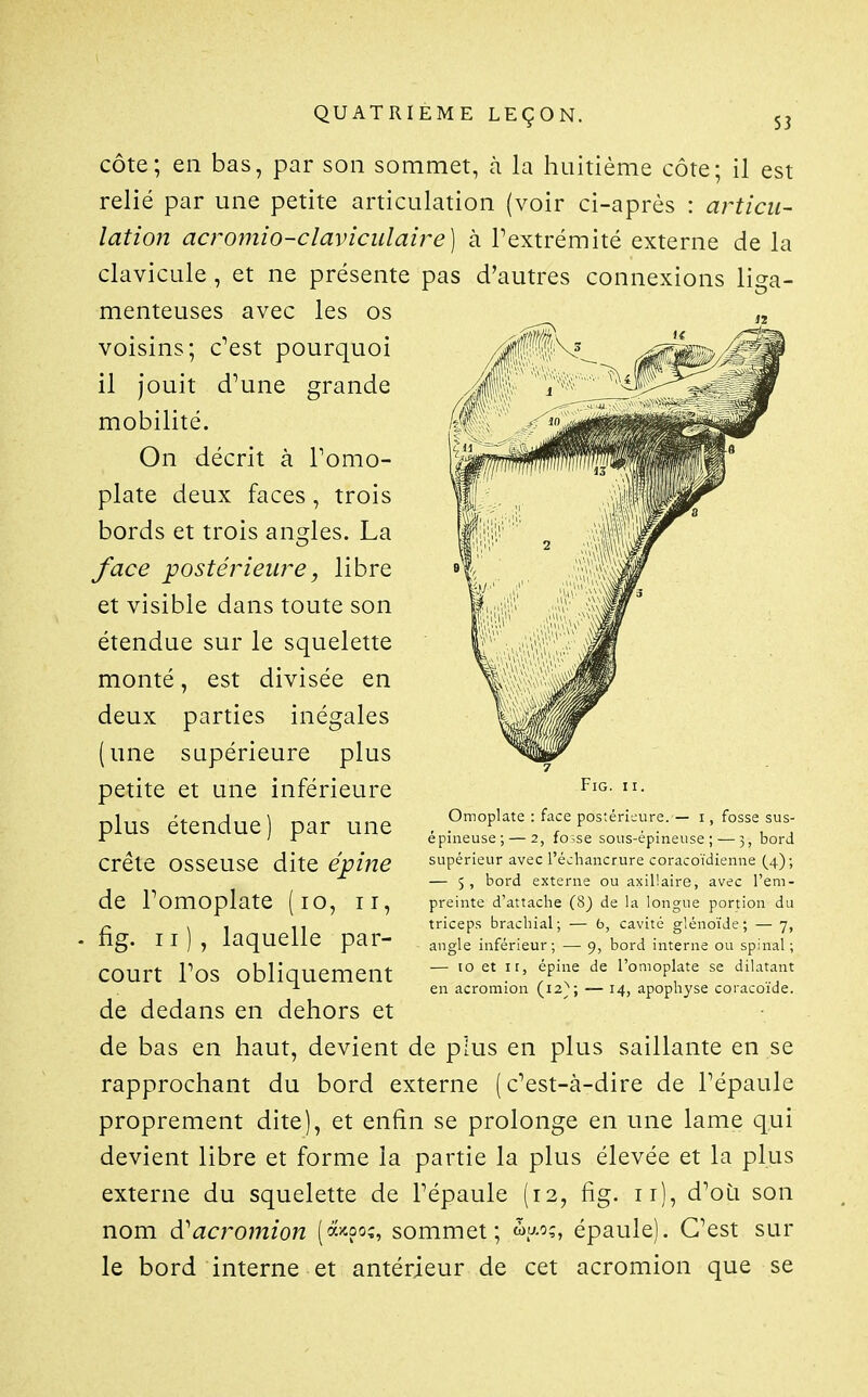 côte; en bas, par son sommet, à la huitième côte; il est relié par une petite articulation (voir ci-après : articu- lation acromio-claviculaire] à Pextrémité externe de la clavicule, et ne présente pas d'autres connexions liga- menteuses avec les os „ voisins; c'est pourquoi il jouit d'une grande mobilité. On décrit à l'omo- plate deux faces , trois bords et trois angles. La face postérieiu^e, libre et visible dans toute son étendue sur le squelette monté, est divisée en deux parties inégales (une supérieure plus petite et une inférieure plus étendue) par une crête osseuse dite épine de l'omoplate (lo, ii, - fig. Il), laquelle par- court l'os obliquement de dedans en dehors et de bas en haut, devient de plus en plus saillante en se rapprochant du bord externe (c'est-à-dire de l'épaule proprement dite), et enfin se prolonge en une lame qui devient libre et forme la partie la plus élevée et la plus externe du squelette de l'épaule (12, fig. ii), d'où son nom d^acromion (a>too;, sommet; épaule). C'est sur le bord interne et antérieur de cet acromion que se Fig. II. Omoplate : face postérieure. — i, fosse sus- épineuse;— 2, fo;se sous-épineuse; — 5, bord supérieur avec l'échancrure coracoïdienne (^4); — 5, bord externe ou axillaire, avec l'em- preinte d'attache (8) de la longue portion du triceps brachial; — b, cavité glénoïde; — 7, angle inférieur; — 9, bord interne ou spinal; — 10 et II, épine de l'omoplate se dilatant en acromion (12); — 14, apophyse coracoïde.