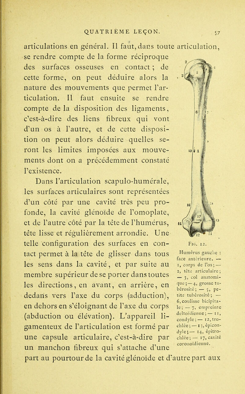 articulations en général. Il faut, dans toute articulation, se rendre compte de la forme réciproque des surfaces osseuses en contact ; de cette forme, on peut déduire alors la nature des mouvements que permet Tar- ticulation. Il faut ensuite se rendre compte delà disposition des ligaments, c^est-à-dire des liens fibreux qui vont d^un os à Tautre, et de cette disposi- tion on peut alors déduire quelles se- ront les limites imposées aux mouve- ments dont on a précédemment constaté Pexistence. Dans l'articulation scapulo-humérale, les surfaces articulaires sont représentées d'un côté par une cavité très peu pro- fonde, la cavité glénoïde de Tomoplate, et de Tautre côté par la téte de Thumérus, tête lisse et régulièrement arrondie. Une telle configuration des surfaces en con- tact permet à la tête de glisser dans tous les sens dans la cavité, et par suite au membre supérieur de se porter dans toutes les directions, en avant, en arrière, en dedans vers Taxe du corps (adduction), en dehors en s'éloignant de Taxe du corps (abduction ou élévation). L'appareil li- gamenteux de Tarticulation est formé par une capsule articulaire, c'est-à-dire par un manchon fibreux qui s'attache d'une part au pourtour de la cavité glénoïde et d'autre part aux FiG. 12. Humérus gauche : face antérieure. — 1, corps de l'os ; — 2, tête articulaire ; — 3, col anatomi- que ; — 4, grosse tu- bérosité ; — 5, pe- tite tubérosité; — 6, coulisse bicipita- le; 7, empreinte deltoïdienne ; — 11, condyle ; — 12, tro- chlée; — i3,épicon- dyle;— 14, épitro- chlée; — 17, cavité coronoïdienne.