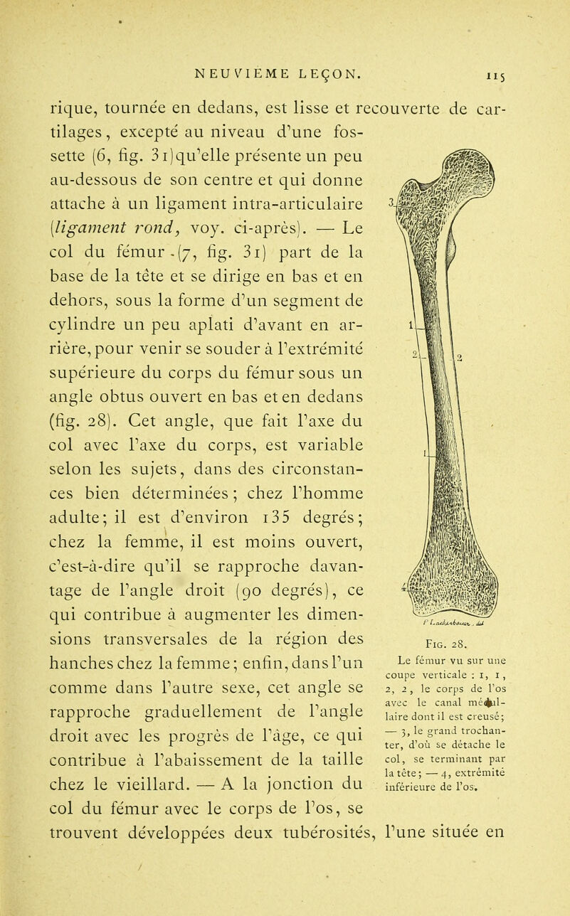 rique, tournée en dedans, est lisse et recouverte de car- tilages , excepté au niveau d'une fos- sette (6, fig. 3 ijqu'elle présente un peu au-dessous de son centre et qui donne attache à un ligament intra-articulaire (ligament 7^ond, voy. ci-après). — Le col du fémur.(7, fig. 3i) part de la base de la tête et se dirige en bas et en dehors, sous la forme d\ui segment de cylindre un peu aplati d'avant en ar- rière, pour venir se souder à l'extrémité supérieure du corps du fémur sous lui angle obtus ouvert en bas et en dedans (fig. 28). Cet angle, que fait l'axe du col avec l'axe du corps, est variable selon les sujets, dans des circonstan- ces bien déterminées ; chez l'homme adulte; il est d'environ i35 degrés; chez la femme, il est moins ouvert, c'est-à-dire qu'il se rapproche davan- tage de l'angle droit (90 degrés), ce qui contribLie à augmenter les dimen- sions transversales de la région des hanches chez la femme; enfin, dans l'un comme dans l'autre sexe, cet angle se rapproche graduellement de l'angle droit avec les progrès de l'âge, ce qui contribue à l'abaissement de la taille chez le vieillard. — A la jonction du col du fémur avec le corps de l'os, se trouvent développées deux tubérosités, l'une située en Sm Fig. 28. Le fémur vu sur une coupe verticale : i, i, 2, 2, le corps de l'os avec le canal mé(^l- laire dont il est creusé; — 3, le grand trochan- ter, d'où se détache le col, se terminant par la tête ; — 4, extrémité inférieure de ros.