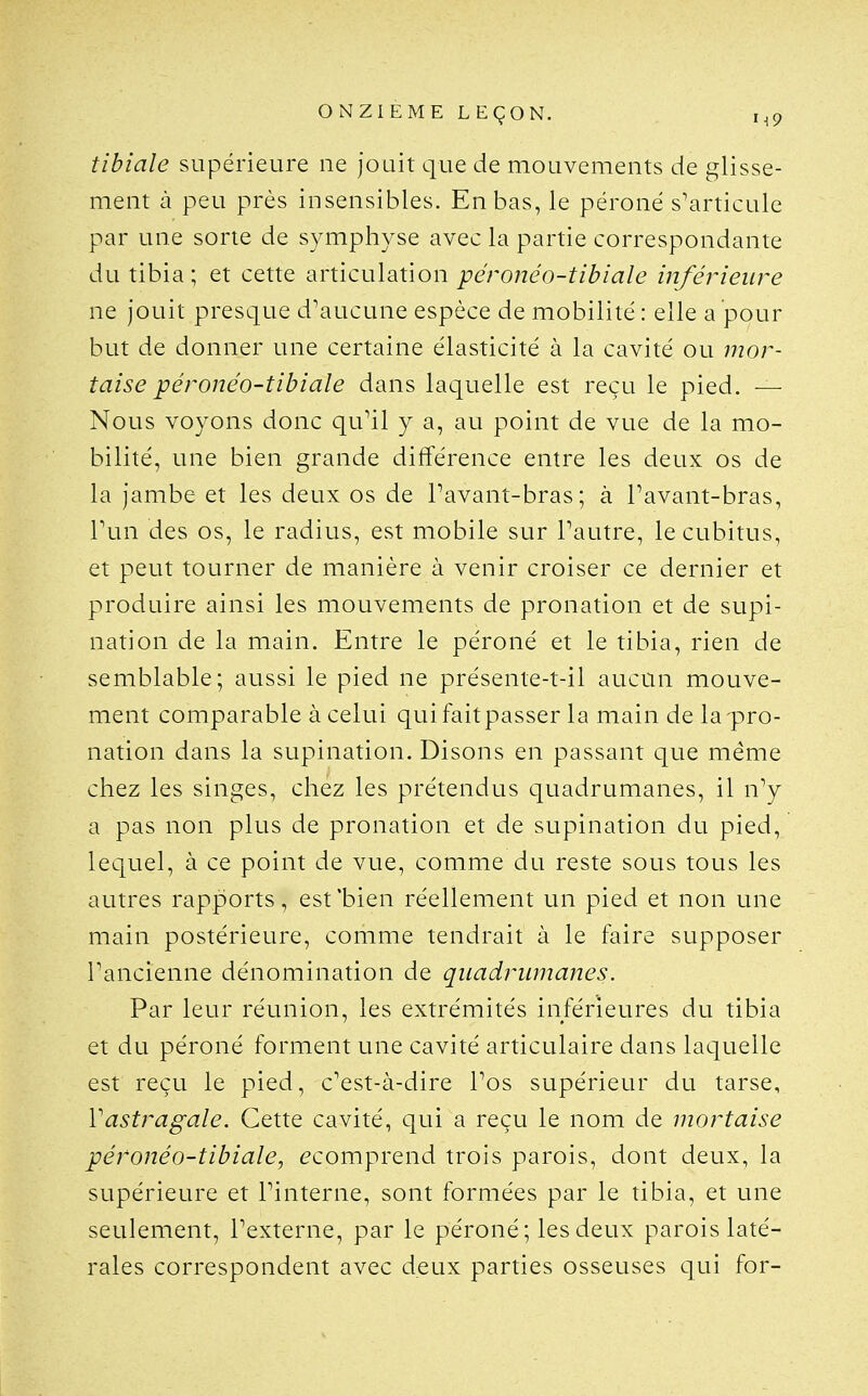 tibiale supérieure ne jouit que de mouvements de glisse- ment à peu près insensibles. En bas, le péroné s^articule par une sorte de symphyse avec la partie correspondante du tibia ; et cette articulation péronéo-tibiale inférieure ne jouit presque d^aucune espèce de mobilité : elle a pour but de donner une certaine élasticité à la cavité ou mor- taise péronéo-tibiale dans laquelle est reçu le pied. — Nous voyons donc qu^il y a, au point de vue de la mo- bilité, une bien grande différence entre les deux os de la jambe et les deux os de Pavant-bras; à Pavant-bras, Pun des os, le radius, est mobile sur Pautre, le cubitus, et peut tourner de manière à venir croiser ce dernier et produire ainsi les mouvements de pronation et de supi- nation de la main. Entre le péroné et le tibia, rien de semblable; aussi le pied ne présente-t-il aucun mouve- ment comparable à celui qui fait passer la main de la-pro- nation dans la supination. Disons en passant que même chez les singes, chez les prétendus quadrumanes, il n^ a pas non plus de pronation et de supination du pied, lequel, à ce point de vue, comme du reste sous tous les autres rapports, est'bien réellement un pied et non une main postérieure, comme tendrait à le faire supposer Pancienne dénomination de quadrumanes. Par leur réunion, les extrémités inférieures du tibia et du péroné forment une cavité articulaire dans laquelle est reçu le pied, c''est-à-dire Pos supérieur du tarse, Vastragale. Cette cavité, qui a reçu le nom de mortaise péronéo-tibiale^ ^comprend trois parois, dont deux, la supérieure et Pinterne, sont formées par le tibia, et une seulement, Pexterne, par le péroné; les deux parois laté- rales correspondent avec deux parties osseuses qui for-