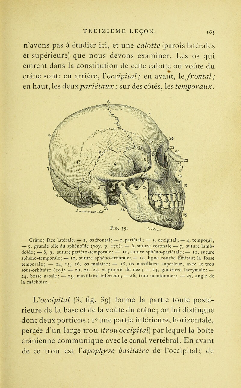 n^avons pas à étudier ici, et une calotte (parois latérales et supérieure) que nous devons examiner. Les os qui entrent dans la constitution de cette calotte ou voûte du crâne sont: en arrière, V occipital ; en avant, \q frontal; en haut, les à^ny. pariétaux ; sur des côtés, les temporaux. 6 Crâne ; face latérale. — i, os frontal ; — 2, pariétal ; — 3, occipital ; — 4, temporal, — 5, grande aile du sphénoïde (voy. p. 170); — é, suture coronale — 7, suture lamb- doïde;—8, 9, suture pariéto-temporale;— 10, suture sphéiio-pariétale;— 11, suture sphéno-temporale ;— 12, suture sphéno-frontale ;— 13, ligne courbe Ifmitant la fosse temporale; — 14, 15, 16, os malaire; — 18, os maxillaire supérieur, avec le trou sous-orbitaire (igj; — 20, 21, 22, os propre du nez ; — 23, gouttière lacrymale; — 24, bosse nasale;— 25, maxillaire inférieur; — 26, trou mentonnier; —27, angle de la mâchoire. U'occipital (3, fig. 39) forme la partie toute posté- rieure de la base et de la voûte du crâne ; on lui distingue donc deux portions : 1° une partie inférieure, horizontale, percée d^un large trou [trou occipital] par lequel la boîte crânienne communique avec le canal vertébral. En avant de ce trou est Vapophyse basilaire de l'occipital; de