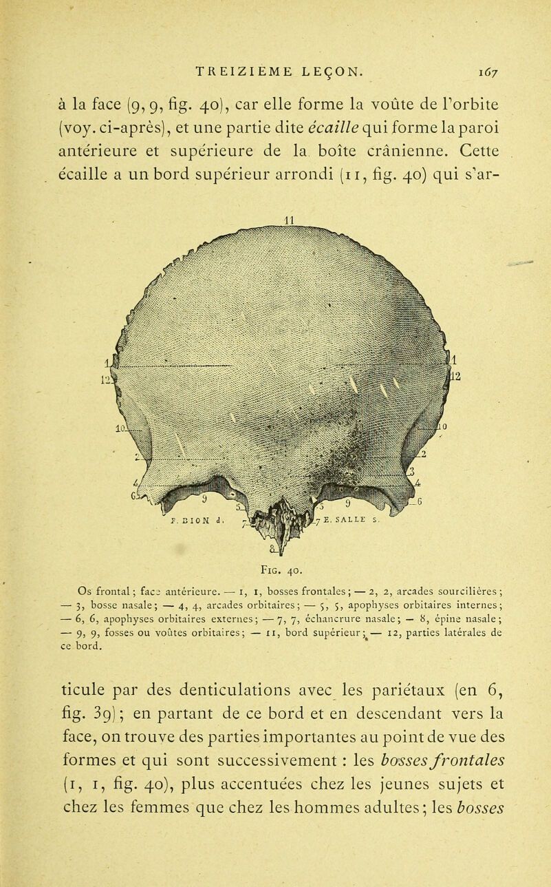 à la face (9, 9, fig. 40), car elle forme la voûte de Porbite (voy. ci-après), et une partie dite écaille qui forme la paroi antérieure et supérieure de la boîte crânienne. Cette écaille a un bord supérieur arrondi (11, fig. 40) qui s'ar- 11 Fig. 40. Os frontal ; faca antérieure. — i, i, bosses frontales ; — 2, 2, arcades sourcilières ; — 3, bosse nasale; — 4, 4, arcades orbitaires ; — 5, 5, apophyses orbitaires internes; — 6, 6, apophyses orbitaires externes; —7, 7, échancrure nasale; — 8, épine nasale; — 9, 9, fosses ou voûtes orbitaires; — 11, bord supérieur; — 12, parties latérales de ce bord. ticule par des denticulations avec les pariétaux (en 6, fig. 39); en partant de ce bord et en descendant vers la face, on trouve des parties importantes au point de vue des formes et qui sont successivement : les bosses frontales (i, I, fig. 40), plus accentuées chez les jeunes sujets et chez les femmes que chez les hommes adultes; les bosses