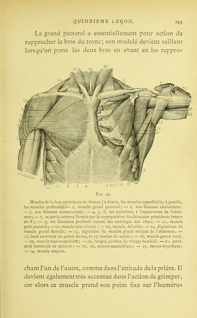 Le grand pectoral a essentiellement pour action de rapprocher le bras du tronc: son modelé devient saillant lorsqu'on porte les deux bras en avant en les rappro- FiG. 49. Muscles de la face antérieure du thorax (à droite, les muscles superficiels; à gauche, les muscles profonds). — i, muscle grand pectoral; — 2, son faisceau claviculaire; — 3, son faisceau sterno-costal ; —4, 5, 6, ses insertions à l'aponévrose de l'abdo- men ; — 7, sa partie externe formée par la superposition des faisceaux précédents (voyez en 8); — 9, ses faisceaiïx profonds venant des cartilages des côtes; — 10, muscle petit pectoral ; —11, muscle sous-clavier ; — 12, muscle deltoïde; — 14, digitations du muscle grand dentelé; — 15, digitation du muscle grand oblique de l'abdomen; — lô, bord antérieur du grand dorsal, et 17, tendon du même; — 18, muscle grand rond; — 19, muscle sous-scapulaire ; —20. longue portion du triceps brachial ; — 21, extré- mité humérale au deltoïde: — 22, 22, sterno-mastoîdiens; — 23, stemo-hyoîdiens; — 24, muscle trapèze. chant Tun de Tautre. comme dans l'attitude de la prière. 11 devient égalementtrès accentué dans l'action de grimper, car alors ce muscle prend son point îixe sur l'humérus