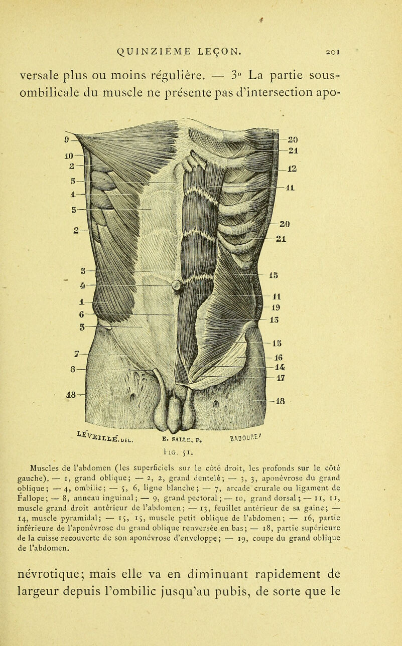 4 QUINZIEME LEÇON. 201 versale plus ou moins régulière. — S*^ La partie sous- ombilicale du muscle ne présente pas d'intersection apo- i IG. 51. Muscles de l'abdomen (les superficiels sur le côté droit, les profonds sur le côté gauche).— i, grand oblique; — 2, 2, grand dentelé; — 3, 3, aponévrose du grand oblique; —4, ombilic; — $,6, ligne blanche; — 7, arcade crurale ou ligament de Fallope; — 8, anneau inguinal; — 9, grand pectoral ;— 10, grand dorsal;— 11, 11, muscle grand droit antérieur de l'abdomen; — 13, feuillet antérieur de sa gaine; — 14, muscle pyramidal; — 15, 15, muscle petit oblique de l'abdomen; — 16, partie inférieure de l'aponévrose du grand oblique renversée en bas; — 18, partie supérieure de la cuisse recouverte de son aponévrose d'enveloppq; — 19, coupe du grand oblique de l'abdomen. névrotique; mais elle va en diminuant rapidement de largeur depuis Pombilic jusqu'au pubis, de sorte que le