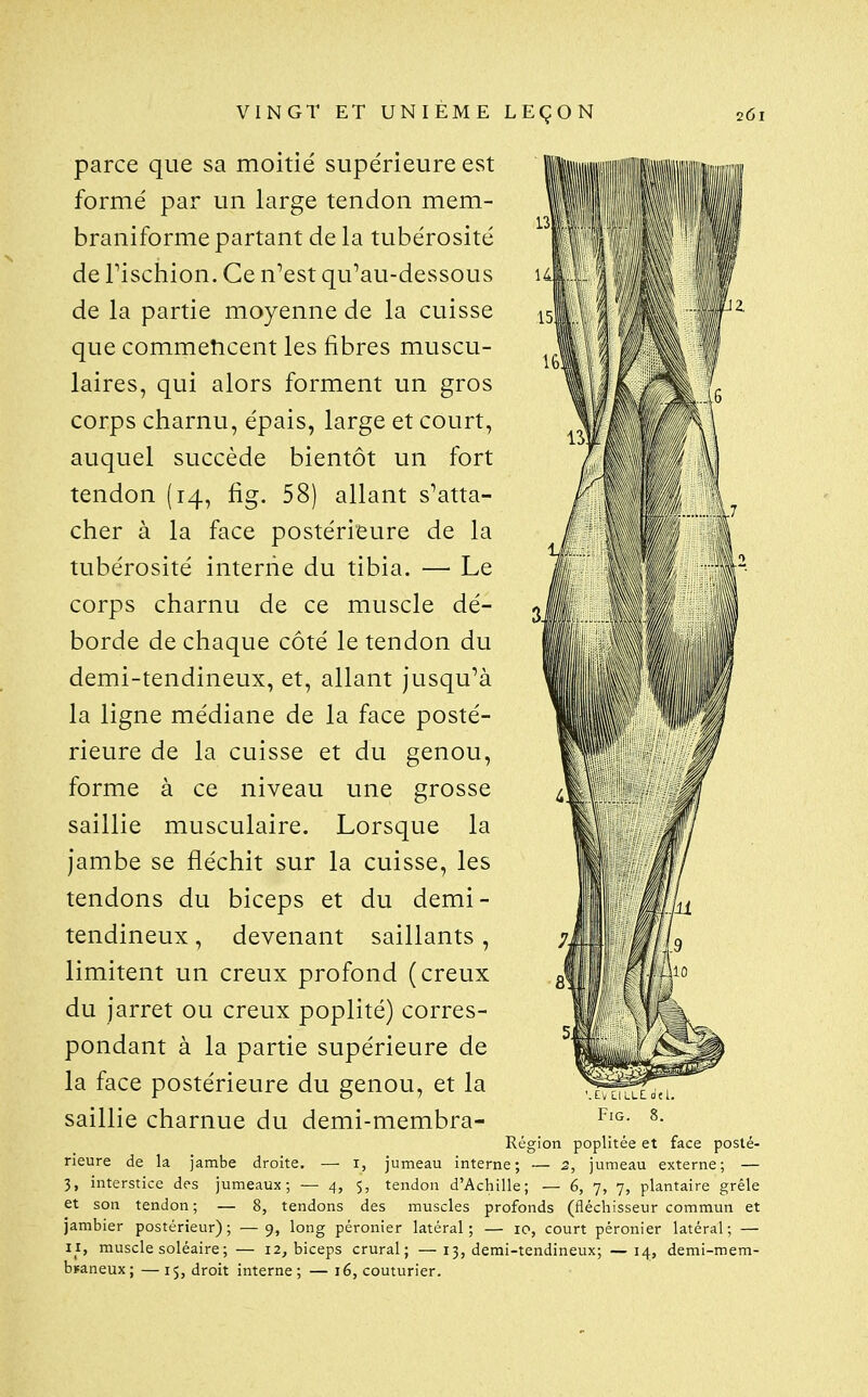 parce que sa moitié supérieure est TU .. formé par un large tendon mem- braniforme partant de la tubérosité de Fischion. Ce n'est qu'au-dessous de la partie moyenne de la cuisse que commencent les fibres muscu- laires, qui alors forment un gros corps charnu, épais, large et court, auquel succède bientôt un fort tendon (14, fig. 58) allant s'atta- cher à la face postérieure de la tubérosité interne du tibia. — Le corps charnu de ce muscle dé- borde de chaque côté le tendon du demi-tendineux, et, allant jusqu'à la ligne médiane de la face posté- rieure de la cuisse et du genou, forme à ce niveau une grosse saillie musculaire. Lorsque la jambe se fléchit sur la cuisse, les tendons du biceps et du demi- ijin ^/i^ tendineux, devenant saillants, limitent un creux profond (creux du jarret ou creux poplité) corres- pondant à la partie supérieure de la face postérieure du genou, et la saillie charnue du demi-membra- ^• Région poplitée et face posté- rieure de la jambe droite. — i, jumeau interne; — 2, jumeau externe; — 3, interstice des jumeaux; — 4, 5, tendon d'Achille; — 6, 7, 7, plantaire grêle et son tendon ; — 8, tendons des muscles profonds (fléchisseur commun et jambier postérieur); —9, long péronier latéral; — 10, court péronier latéral; — II, muscle soléaire; — 12, biceps crural; —13, demi-tendineux; —14, demi-mem- bitaneux ; — 15, droit interne ; — 16, couturier.