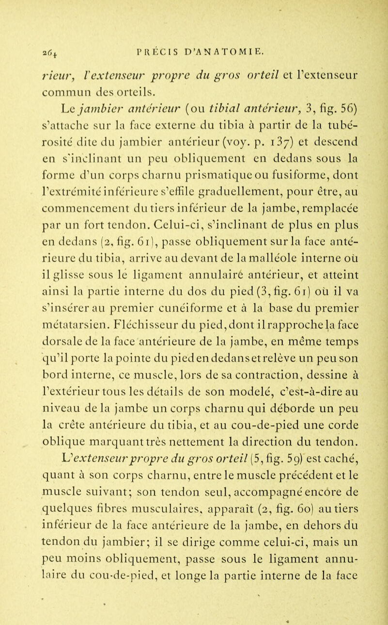 26 IMVrCIS D'AN A TO MIE. 7'iciir, rextenseur propre du ^l'os orteil et l'extenseur commun dcsorieils. Lq jambier antérieur (ou tibial antérieur, 3, fig. 56) s'attache sur la face externe du tibia à partir de la tubé- rosité dite du jambier anlcrieur (voy. p. 137) et descend en s'inclinant un peu obliquement en dedans sous la forme d'un corps charnu prismatique ou fusiforme, dont Textrémité inférieure s'ertile graduellement, pour être, au commencement du tiers inférieur de la jambe, remplacée par un fort tendon. Celui-ci, s'inclinant de plus en plus en dedans (2, fig. 61), passe obliquement sur la lace anté- rieure du libia, arrive au devant de la malléole interne où il glisse sous le ligament annulaire antérieur, et atteint ainsi la partie interne du dos du pied (3, hg. 6 i) où il va s'insérer au premier cunéiforme et à la base du premier métatarsien. Fléchisseur du pied, dont il rapproche la face dorsale de la face antérieure de la jambe, en même temps qu'il porte la pointe du pied en dedans et relève un peu son bord interne, ce muscle, lors de sa contraction, dessine à l'extérieur tous les détails de son niodelé, c'est-à-dire au niveau de la jambe un corps charnu qui déborde un peu la crête antérieure du tibia, et au cou-de-pied une corde oblique marquant très nettement la direction du tendon. V extenseur propre du gros orteil (5, fig. 59) est caché, quant à son corps charnu, entre le muscle précédent et le muscle suivant; son tendon seul, accompagné encore de quelques fibres musculaires, apparaît (2, fig. 60) au tiers inférieur de la face antérieure de la jambe, en dehors du tendon du janibier; il se dirige comme celui-ci, mais un peu moins obliquement, passe sous le ligament annu- laire du cou-de-pied, et longe la partie interne de la face