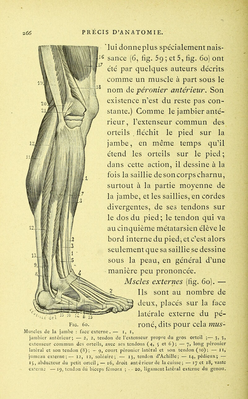 FiG Muscles de la jambe : jambier antérieur; - extenseur commun des orteils, avec ses tendons (4 latéral et son tendon (8) ; jumeau externe;— 12, i: 'lui donneplus spécialement nais- sance (6, fig. 59 ; et 5, fig. 60) ont été par quelques auteurs décrits comme un muscle à part sous le nom dQ péî^onier antérieur. Son existence n'est du reste pas con- stante.) Comme le jambier anté- rieur, Pextenseur commun des orteils , fléchit le pied sur la jambe, en même temps qu'il étend les orteils sur le pied; dans cette action, il dessine à la fois la saillie desoncorpscharnu, surtout à la partie moyenne de la jambe, et les saillies, en cordes divergentes, de ses tendons sur le dos du pied; le tendon qui va au cinquième métatarsien élève le bord interne du pied, et c'est alors seulement que sa saillie se dessine sous la peau, en général d'une manière peu prononcée. Mscles externes (fig. 60). — Ils sont au nombre de deux, placés sur la face latérale externe du pé- roné, dits pour cela mus- 15 60. face externe. — 1,1? - 2, 2, tendon de l'extenseur propre du gros orteil 5 et 6); — 7 long péronier - 9, court péronier latéral et son tendon (10); — 11, soléaire; — 13, tendon d'Achille; — 14, pédieux; — 15, abducteur du petit orteil, — 16, droit antérieur de la cuisse; — 17 et 18, vaste externe —19, tendon du biceps fémora ; --20, ligament latéral externe du genou.