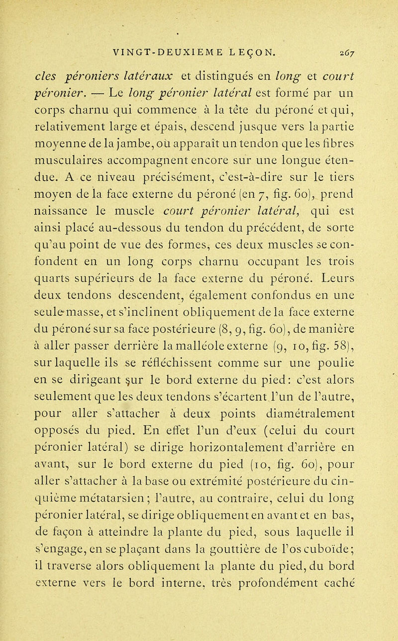 des péroniers latéraux et distingués en long et court péronier. — Le long- péronier latéral est formé par un corps charnu qui commence à la tête du péroné et qui, relativement large et épais, descend jusque vers la partie moyenne de la jambe, où apparaît un tendon que les fibres musculaires accompagnent encore sur une longue éten- due. A ce niveau précisément, c'est-à-dire sur le tiers moyen de la face externe du péroné (en 7, fig. 60)^ prend naissance le muscle court péronier latéral, qui est ainsi placé au-dessous du tendon du précédent, de sorte qu^au point de vue des formes, ces deux muscles se con- fondent en un long corps charnu occupant les trois quarts supérieurs de la face externe du péroné. Leurs deux tendons descendent, également confondus en une seulemasse, et s^inclinent obliquement de la face externe du péroné sur sa face postérieure (8, 9, fig. 60), de manière à aller passer derrière la malléole externe (9, 10, fig. 58), sur laquelle ils se réfléchissent comme sur une poulie en se dirigeant §ur le bord externe du pied: c'est alors seulement que les deux tendons s'écartent.Fun de Fautre, pour aller s'attacher à deux points diamétralement opposés du pied. En effet Fun d'eux (celui du court péronier latéral) se dirige horizontalement d'arrière en avant, sur le bord externe du pied (10, fig. 60), pour aller s'attacher à la base ou extrémité postérieure du cin- quième métatarsien ; l'autre, au contraire, celui du long péronier latéral, se dirige obliquement en avant et en bas, de façon à atteindre la plante du pied, sous laquelle il s'engage, en se plaçant dans la gouttière de l'oscuboïde; il traverse alors obliquement la plante du pied, du bord externe vers le bord interne, très profondément caché