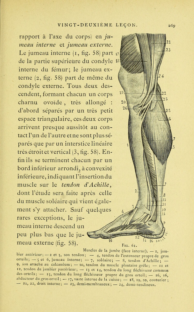 rapport à Taxe du corps) en ju- meau interne et jumeau externe. Le jumeau interne (i, fig. 58) part n de la partie supérieure du condyle 18 interne du fémur; le jumeau ex- terne (2, fig. 58) part de même du condyle externe. Tous deux des- cendent, formant chacun un corps charnu ovoïde , très allongé : d^abord séparés par un très petit espace triangulaire, ces deux corps arrivent presque aussitôt au con- tact Pun de Pautre et ne sont plus sé- parés que par un interstice linéaire trèsétroitet vertical (3, fig. 58). En- fin ils se terminent chacun par un bord inférieur arrondi, à convexité inférieure, indiquant Pinsertiondu muscle sur le tendon d'Achille, dont Pétude sera faite après celle du muscle soléaire qui vient égale- ment s'y attacher. Sauf quelques rares exceptions, le ju- meau interne descend un peu plus bas que le ju- meau externe (fig. 58). Muscles de la jambe (face interne), — i, jam- bier antérieur; —2 et 3, son tendon; — 4, tendon de Pextenseur propre de gros orteils; — set 6, jumeau interne; —7, soléaire; — 8, tendon d'Achille; — 9, son attache au calcanéum ; — 10, tendon du muscle plantaire grêle; — 11 et 12, tendon du jambier postérieur; — 13 et 14, tendon du long fléchisseur commun des orteils; — 15, tendon du long fléchisseur propre du gros orteil; 16, i6, abducteur du gros orteil ; — 17, vaste interne de la cuisse; — 18, 19, 20, couturier'; — 21, 22, droit interne; — 23, demi-membraneux; — 24, demi-tendineux.