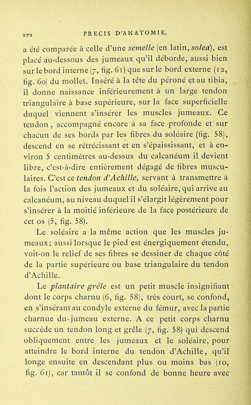 a été comparée à celle d'une semelle (en loxm^ solea), est placé au-dessous des jumeaux qu'il déborde, aussi bien sur le bord interne (7, fig. 61) que sur le bord externe (12, fig. 60) du mollet. Inséré à la tête du péroné et au tibia, il donne naissance inférieurement à un large tendon triangulaire à base supérieure, sur la face superficielle duquel viennent s'insérer les muscles jumeaux. Ce tendon , accompagné encore à sa face profonde et sur chacun de ses bords par les fibres du soléaire (fig. 58), descend en se rétrécissant et en s'épaississant, et à en- viron 5 centimètres au-dessus du calcanéum il devient libre, c'est-à-dire entièrement dégagé de fibres muscu- laires. OesicQ tendon d'Achille, servant à transmettre à la fois l'action des jumeaux et du soléaire, qui arrive au calcanéum, au niveau duquel il s'élargit légèrement pour s'insérer à la moitié inférieure de la face postérieure de cet os (5, fig. 58). Le soléaire a la même action que les muscles ju- meaux; aussi lorsque le pied est énergiquement étendu, voit-on le relief de ses fibres se dessiner de chaque côté de la partie supérieure ou base triangulaire du tendon d'Achille. Le plantaire grêle est un petit muscle insignifiant dont le corps charnu (6, fig. 58), très court, se confond, en s'insérantau condyle externe du fémur, avec la partie charnue du- jumeau externe. A ce petit corps charnu succède un tendon long et grêle (7, fig. 58) qui descend obliquement entre les jumeaux et le soléaire, pour atteindre le bord interne du tendon d'Achille, qu'il longe ensuite en descendant plus ou moins bas (10, fig. 61), car tantôt il se confond de bonne heure avec