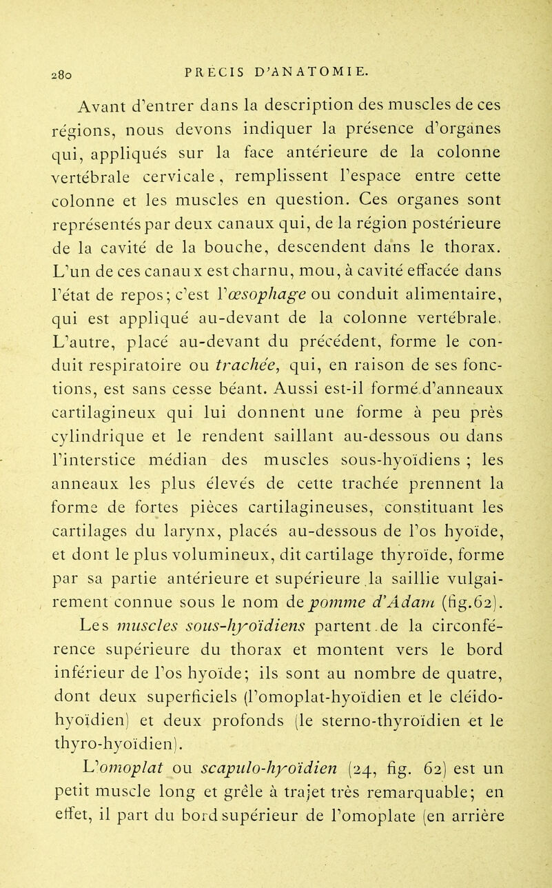 Avant d'entrer dans la description des muscles de ces régions, nous devons indiquer la présence d'organes qui, appliqués sur la face antérieure de la colonne vertébrale cervicale, remplissent Tespace entre cette colonne et les muscles en question. Ces organes sont représentés par deux canaux qui, de la région postérieure de la cavité de la bouche, descendent dans le thorax. L'un de ces canaux est charnu, mou, à cavité effacée dans Tétat de repos; c'est Vœsophage ou conduit alimentaire, qui est appliqué au-devant de la colonne vertébrale» L'autre, placé au-devant du précédent, forme le con- duit respiratoire ou trachée, qui, en raison de ses fonc- tions, est sans cesse béant. Aussi est-il formé d'anneaux cartilagineux qui lui donnent une forme à peu près cylindrique et le rendent saillant au-dessous ou dans l'interstice médian des muscles sous-hyoïdiens ; les anneaux les plus élevés de cette trachée prennent la forme de fortes pièces cartilagineuses, constituant les cartilages du larynx, placés au-dessous de l'os hyoïde, et dont le plus volumineux, dit cartilage thyroïde, forme par sa partie antérieure et supérieure la saillie vulgai- rement connue sous le nom de pomme d'Adam (fig.62). Les muscles sous-hjroïdiens partent.de la circonfé- rence supérieure du thorax et montent vers le bord inférieur de l'os hyoïde; ils sont au nombre de quatre, dont deux superficiels (l'omoplat-hyoïdien et le cléido- hyoïdien) et deux profonds (le sterno-thyroïdien et le thyro-hyoïdien). L^07nop/at ou scapulo-hyoïdien (24, fig. 62) est un petit muscle long et grêle à trajet très remarquable; en effet, il part du bord supérieur de l'omoplate (en arrière