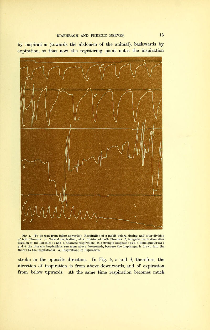 by inspiration (towards the abdomen of the animal), backwards by- expiration, so that now the registering point notes the inspiration Fig. 4.—(To be read from below upwards.) Kesplration of a rabbit before, during, and after division of both Phrenics. a, Normal respiration ; at X, division of both Phrenics; b, irregular respiration after division of the Phrenics; c and d, thoracic respiration ; at c strongly dyspnoic; at d a little quieter (at c and d the thoracic inspirations run from above downwards, because the diaphragm is drawn into the thorax by the inspirations). J, Inspiration; E, Expiration. stroke in the opposite direction. In Fig. 4, c and d, therefore, the direction of inspiration is from above downwards, and of expiration from below upwards. At the same time respiration becomes much
