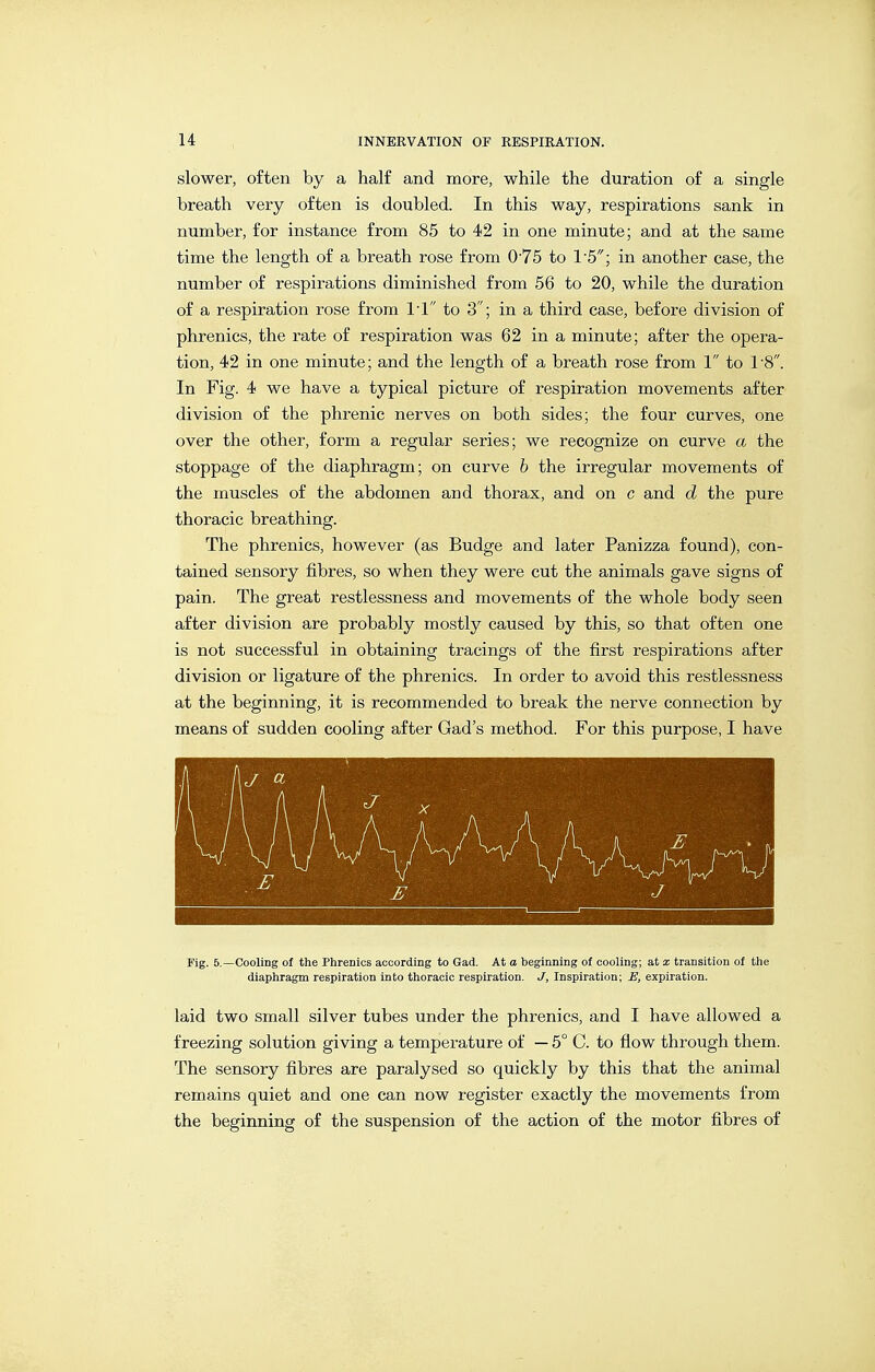 slower, often by a half and more, while the duration of a single breath very often is doubled. In this way, respirations sank in number, for instance from 85 to 42 in one minute; and at the same time the length of a breath rose from O'TS to 1-5; in another case, the number of respirations diminished from 56 to 20, while the duration of a respiration rose from I'l to 3; in a third case, before division of phrenics, the rate of respiration was 62 in a minute; after the opera- tion, 42 in one minute; and the length of a breath rose from 1 to I'S. In Fig. 4 we have a typical picture of respiration movements after division of the phrenic nerves on both sides; the four curves, one over the other, form a regular series; we recognize on curve a the stoppage of the diaphragm; on curve b the irregular movements of the muscles of the abdomen and thorax, and on c and d the pure thoracic breathing. The phrenics, however (as Budge and later Panizza found), con- tained sensory fibres, so when they were cut the animals gave signs of pain. The great restlessness and movements of the whole body seen after division are probably mostly caused by this, so that often one is not successful in obtaining tracings of the first respirations after division or ligature of the phrenics. In order to avoid this restlessness at the beginning, it is recommended to break the nerve connection by means of sudden cooling after Gad's method. For this purpose, I have Fig. 5,—Cooling of the Phrenics according to Gad. At a beginning of cooling; at x transition of the diaphragm respiration into thoracic respiration. J, Inspiration; E, expiration. laid two small silver tubes under the phrenics, and I have allowed a freezing solution giving a temperature of — 5° C. to flow through them. The sensory fibres are paralysed so quickly by this that the animal remains quiet and one can now register exactly the movements from the beginning of the suspension of the action of the motor fibres of