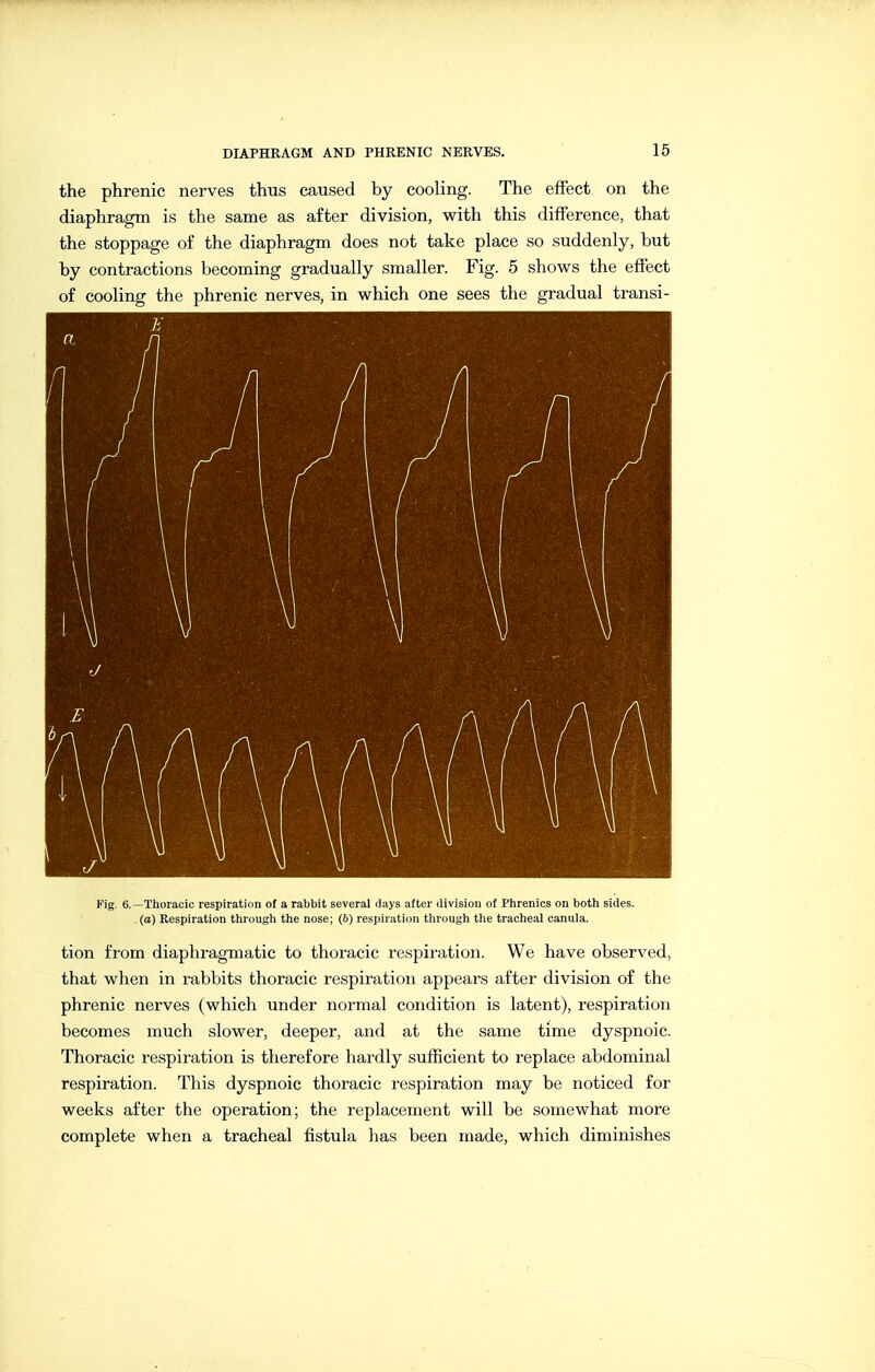 the phrenic nerves thus caused by cooling. The effect on the diaphragm is the same as after division, with this difference, that the stoppage of the diaphragm does not take place so suddenly, but by contractions becoming gradually smaller. Fig. 5 shows the effect of cooling the phrenic nerves, in which one sees the gradual transi- Fig. 6.—Thoracic respiration of a rabbit several days after division of Phrenics on both sides, (o) Respiration through the nose; (6) respiration through the tracheal canula. tion from diaphragmatic to thoracic respii-ation. We have observed, that when in rabbits thoracic respiration appears after division of the phrenic nerves (which under normal condition is latent), respiration becomes much slower, deeper, and at the same time dyspnoic. Thoracic respiration is therefore hardly sufficient to replace abdominal respiration. This dyspnoic thoracic respiration may be noticed for weeks after the operation; the replacement will be somewhat more complete when a tracheal fistula has been made, which diminishes
