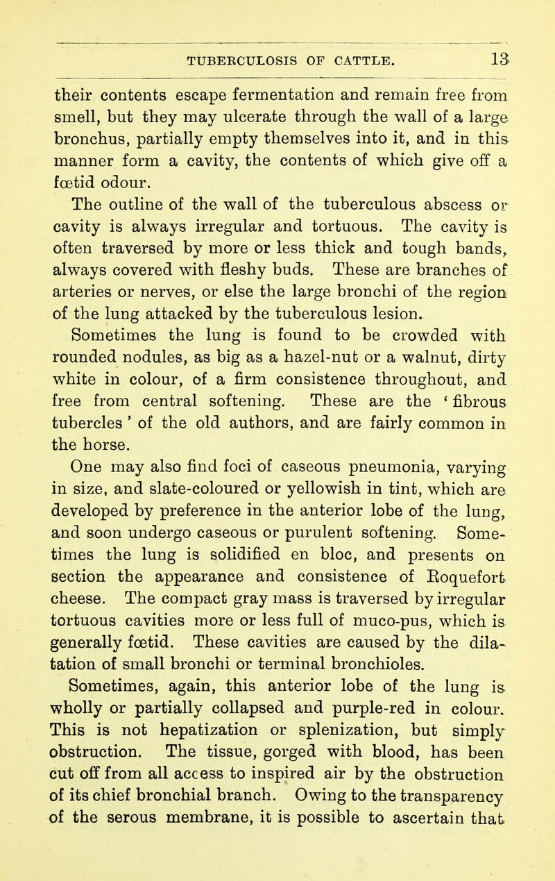 their contents escape fermentation and remain free from smell, but they may ulcerate through the wall of a large bronchus, partially empty themselves into it, and in this manner form a cavity, the contents of which give off a foetid odour. The outline of the wall of the tuberculous abscess or cavity is always irregular and tortuous. The cavity is often traversed by more or less thick and tough bands,, always covered with fleshy buds. These are branches of arteries or nerves, or else the large bronchi of the region of the lung attacked by the tuberculous lesion. Sometimes the lung is found to be crowded with rounded nodules, as big as a hazel-nut or a walnut, dirty white in colour, of a firm consistence throughout, and free from central softening. These are the ' fibrous tubercles ' of the old authors, and are fairly common in the horse. One may also find foci of caseous pneumonia, varying in size, and slate-coloured or yellowish in tint, which are developed by preference in the anterior lobe of the lung, and soon undergo caseous or purulent softening. Some- times the lung is solidified en bloc, and presents on section the appearance and consistence of Eoquefort cheese. The compact gray mass is traversed by irregular tortuous cavities more or less full of muco-pus, which is generally foetid. These cavities are caused by the dila- tation of small bronchi or terminal bronchioles. Sometimes, again, this anterior lobe of the lung is wholly or partially collapsed and purple-red in colour. This is not hepatization or splenization, but simply obstruction. The tissue, gorged with blood, has been cut off from all access to inspired air by the obstruction of its chief bronchial branch. Owing to the transparency of the serous membrane, it is possible to ascertain that