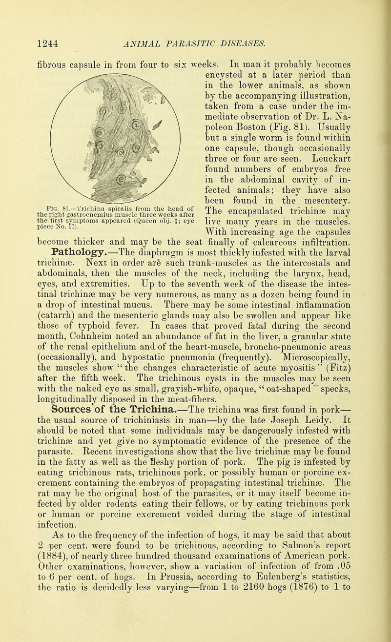 Fig. 81.—Trichina spiralis from the head of the right gastrocnemius muscle three weeks after the first symptoms appeared (Queen obj. f; eye piece No. II). fibrous capsule in from four to six weeks. In man it probably becomes encysted at a later period than in the lower animals, as shown by the accompanying illustration, taken from a case under the im- mediate observation of Dr. L. Na- poleon Boston (Fig. 81). Usually but a single worm is found within one capsule, though occasionally three or four are seen. Leuckart found numbers of embryos free in the abdominal cavity of in- fected animals; they have also been found in the mesentery. The encapsulated trichinae may live many years in the muscles. With increasing age the capsules become thicker and may be the seat finally of calcareous infiltration. Pathology.—The diaphragm is most thickly infested with the larval trichinae. Next in order are such trunk-muscles as the intercostals and abdominals, then the muscles of the neck, including the larynx, head, eyes, and extremities. Up to the seventh week of the disease the intes- tinal trichinae may be very numerous, as many as a dozen being found in a drop of intestinal mucus. There may be some intestinal inflammation (catarrh) and the mesenteric glands may also be swollen and appear like those of typhoid fever. In cases that proved fatal during the second month, Cohnheim noted an abundance of fat in the liver, a granular state of the renal epithelium and of the heart-muscle, broncho-pneumonic areas (occasionally), and hypostatic pneumonia (frequently). Microscopically, the muscles show the changes characteristic of acute myositis (Fitz) after the fifth week. The trichinous cysts in the muscles may be seen Avith the naked eye as small, grayish-white, opaque,  oat-shaped  specks, longitudinally disposed in the meat-fibers. Sources of the Trichina.—The trichina was first found in pork— the usual source of trichiniasis in man—by the late Joseph Leidy. It should be noted that some individuals may be dangerously infested with trichinae and yet give no symptomatic evidence of the presence of the parasite. Recent investigations show that the live trichinae may be found in the fatty as well as the fleshy portion of pork. The pig is infested by eating trichinous rats, trichinous pork, or possibly human or porcine ex- crement containing the embryos of propagating intestinal trichinae. The rat may be the original host of the parasites, or it may itself become in- fected by older rodents eating their fellows, or by eating trichinous pork or human or porcine excrement voided during the stage of intestinal infection. As to the frequency of the infection of hogs, it may be said that about 2 per cent, were found to be trichinous, according to Salmon's report (1884), of nearly three hundred thousand examinations of American pork. Other examinations, however, show a variation of infection of from .05 to 6 per cent, of hogs. In Prussia, according to Eulenberg's statistics, the ratio is decidedly less varying—from 1 to 2160 hogs (1876) to 1 to