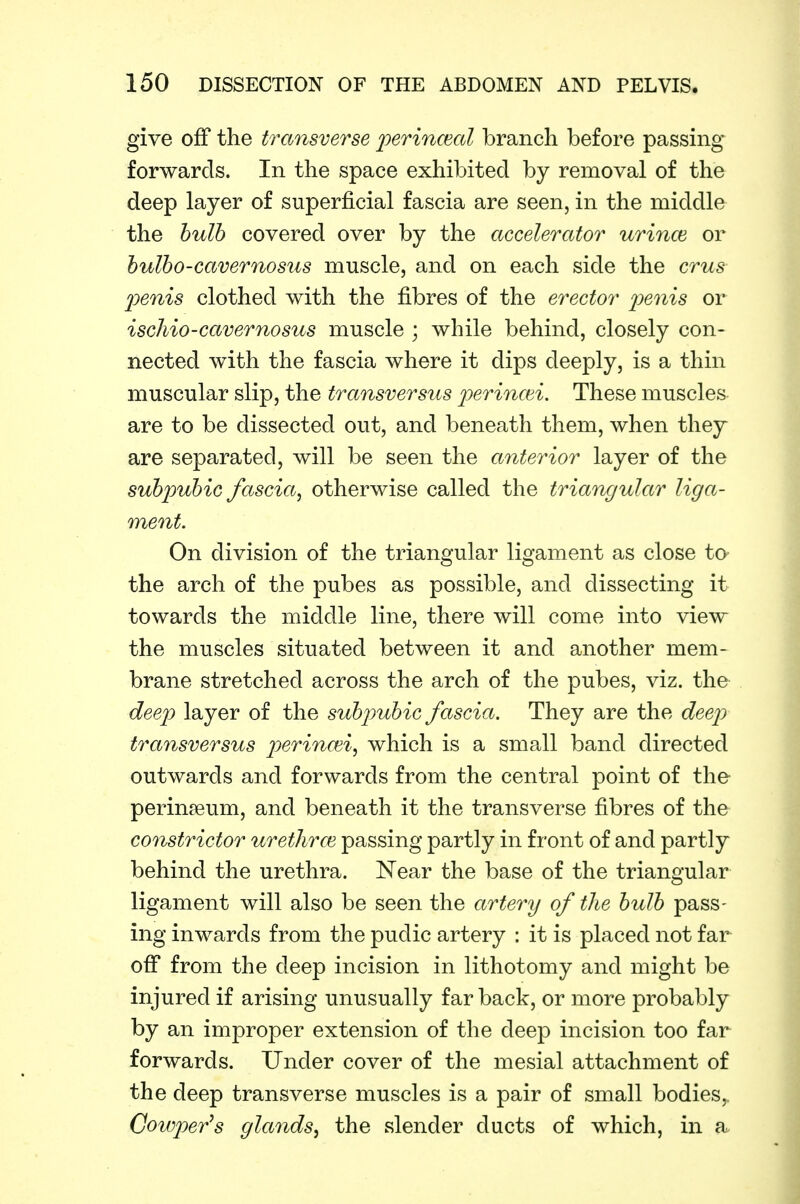 give off the transverse perincecd branch before passing forwards. In the space exhibited by removal of the deep layer of superficial fascia are seen, in the middle the hulh covered over by the accelerator urince or hulbo-cavernosus muscle, and on each side the cms jjenis clothed with the fibres of the erector j^e'iiis or ischio-caver no sus muscle ; while behind, closely con- nected with the fascia where it dips deeply, is a thin muscular slip, the transversus perincei. These muscles are to be dissected out, and beneath them, when they are separated, will be seen the anterior layer of the subpubic fascia^ otherwise called the triangular liga- ment. On division of the triangular ligament as close to the arch of the pubes as possible, and dissecting it towards the middle line, there will come into view the muscles situated between it and another mem- brane stretched across the arch of the pubes, viz. the deep) layer of the subpubic fascia. They are the deej) transversus perincei, which is a small band directed outwards and forwards from the central point of the perin8eum, and beneath it the transverse fibres of the constrictor urethrce passing partly in front of and partly behind the urethra. Near the base of the triangular ligament will also be seen the artery of the bulb pass- ing inwards from the pudic artery : it is placed not far off from the deep incision in lithotomy and might be injured if arising unusually far back, or more probably by an improper extension of the deep incision too far forwards. Under cover of the mesial attachment of the deep transverse muscles is a pair of small bodies,, Cowper^s glands, the slender ducts of which, in a
