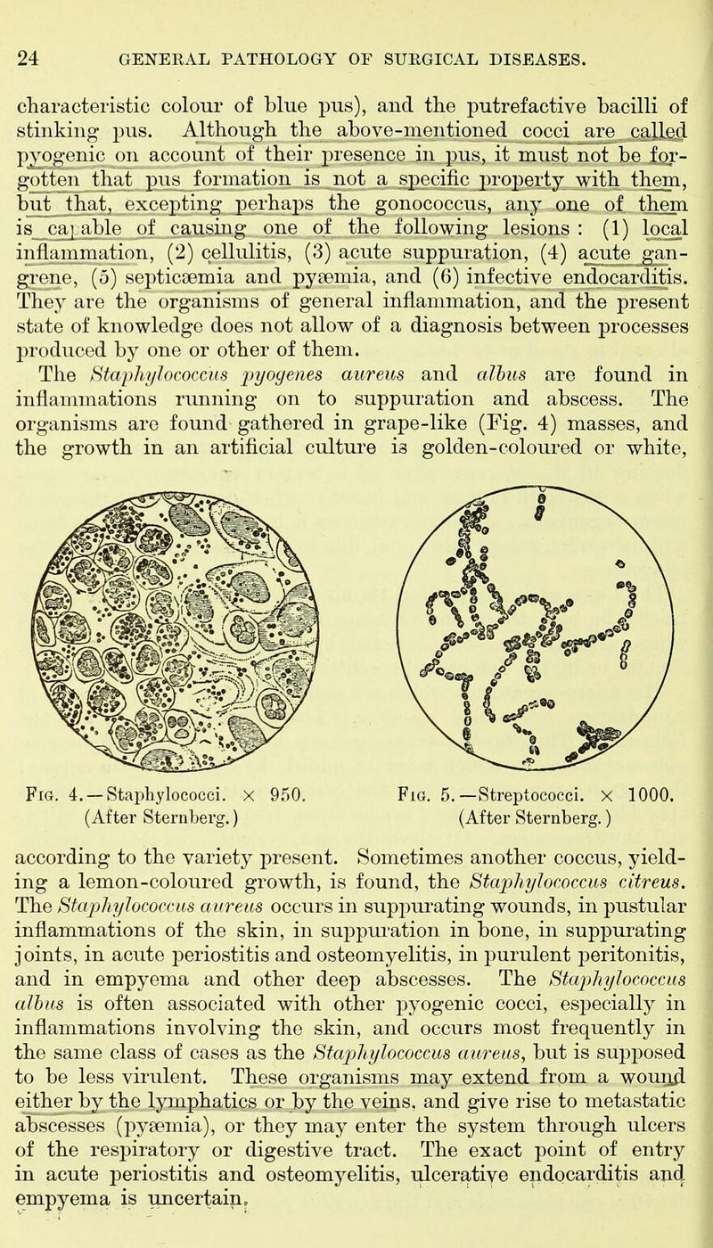 characteristic colour of blue pus), and the putrefactive bacilli of stinking pus. Although the above-mentioned cocci are _ called, pyogenic on account of their presence in pus, it must not be for- gotten that pus formation is not a specific property with them, but that, excepting perhaps the gonococcus, any one of them is ca] able of causing one of the following lesions : (1) local inflammation, (2) cellulitis, (3) acute suppuration, (4) acute gan- grene, (5) septicsemia and pyaemia, and (6) infective endocarditis. They are the organisms of general inflammation, and the present state of knowledge does not allow of a diagnosis between processes produced by one or other of them. The Staphi/Jococcus jjyogenes aureus and alhus are found in inflammations running on to suppuration and abscess. The organisms are found gathered in grape-like (Fig. 4) masses, and the growth in an artificial culture is golden-coloured or white. according to the variety present. Sometimes another coccus, yield- ing a lemon-coloured growth, is found, the StaphyJococcm citreus. The Staphylococcus aureus occurs in suppurating wounds, in pustular inflammations of the skin, in suppuration in bone, in suppurating joints, in acute periostitis and osteomyelitis, in purulent peritonitis, and in empyema and other deep abscesses. The Staphylococcus alhus is often associated with other pyogenic cocci, especially in inflammations involving the skin, and occurs most frequently in the same class of cases as the Staphylococcus aureus, but is supposed to be less virulent. These organisms may extend from a wounji either by the lymphatics or by the veins, and give rise to metastatic abscesses (pyaemia), or they may enter the system through ulcers of the respiratory or digestive tract. The exact point of entry in acute periostitis and osteomyelitis, ulcerative endocarditis and empyema is uncertain. Fig. 4.— Staphylococci. X 950. (After Sternberg.) Fig. 5.—Streptococci. X 1000. (After Sternberg.)