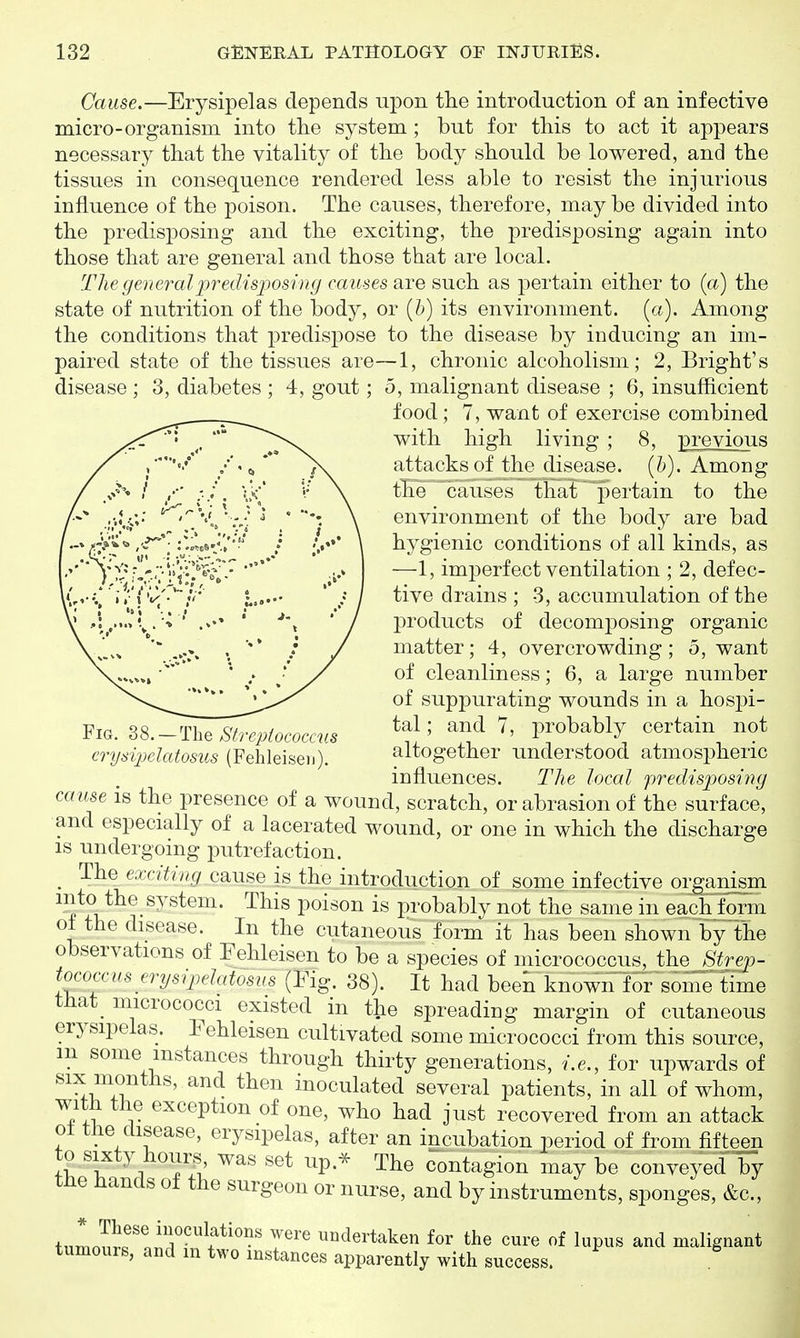 Cause.—Erysipelas depends upon the introduction of an infective micro-organism into tlie system; but for this to act it appears necessary that the vitality of the body should be lowered, and the tissues in consequence rendered less able to resist the injurious influence of the poison. The causes, therefore, may be divided into the predisj)osing and the exciting, the predisposing again into those that are general and those that are local. The general predisposing causes are such as pertain either to (a) the state of nutrition of the body, or (6) its environment, (a). Among the conditions that predispose to the disease by inducing an im- paired state of the tissues are—1, chronic alcoholism; 2, Bright's disease ; 3, diabetes ; 4, gout; 5, malignant disease ; 6, insufficient food; 7, want of exercise combined with high living ; 8, previous attacks of the disease. (&). Among tlTe causes thaJ~pertain to the environment of the body are bad hygienic conditions of all kinds, as —1, imperfect ventilation ; 2, defec- tive drains ; 3, accumulation of the products of decomposing organic matter; 4, overcrowding; 5, want of cleanliness; 6, a large number of suppurating wounds in a hospi- Fm. dS.^ThTm^epiococcvs ' V^'ohMj certain not crysipielatosus (Fehleiseii). altogether understood atmospheric influences. The local preclisj)osi?ig cause is the presence of a wound, scratch, or abrasion of the surface, and especially of a lacerated wound, or one in which the discharge IS undergoing putrefaction. ^ The exciting cause is the introduction of some infective organism mto the system. This poison is probably not the same in each form ot the disease. In the cutaneous form it has been shown by the observations of Fehleisen to be a species of micrococcus, the Strep- tococciis erysipelatosus (Fig. 38). It had been known for some time that micrococci existed in the spreading margin of cutaneous erysipelas. Fehleisen cultivated some micrococci from this source, in some instances through thirty generations, i.e., for upwards of ^^^.wi,^ ' ^^^'^ inoculated several patients, in all of whom, with the exception of one, who had just recovered from an attack ot the disease, erysipelas, after an incubation period of from fifteen to sixty hours was set up.^ The contagion may be conveyed Ty tHe Hands of the surgeon or nurse, and by instruments, sponges, &c., ^ t.Ln^f t'T'^'l''*''''?' '^ undertaken for the cure of lupus and malignant tumours, and in two instances apparently with success.