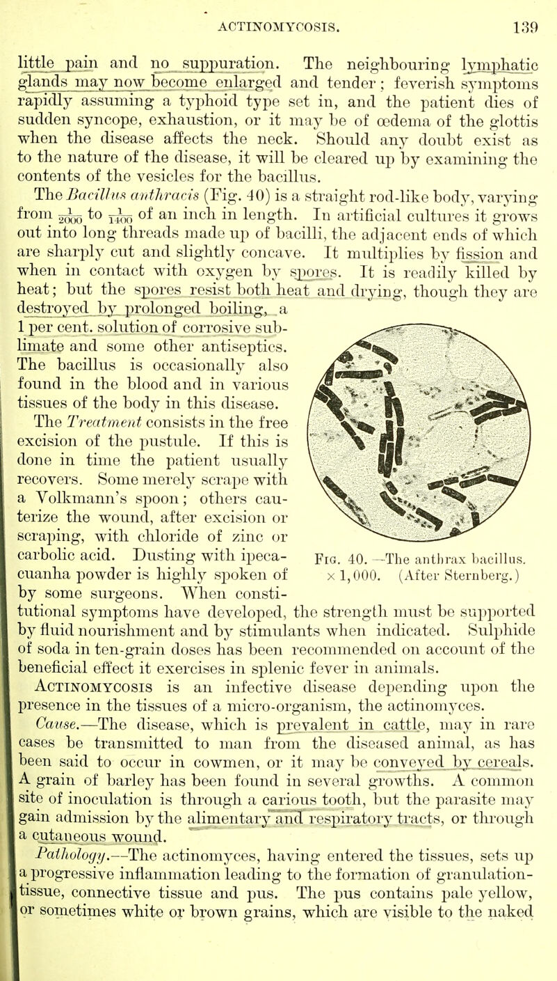 little pain and no sup2^uration. The neighbouring l^iyDhatic glands may now Ix'come enlarged and tender; feverish sjnnptoms rapidly assuming a typhoid type set in, and the patient dies of sudden syncope, exhaustion, or it may be of oedema of the glottis when the disease affects the neck. Should any doubt exist as to the nature of the disease, it will be cleared u^^ by examining the contents of the vesicles for the bacillus. The Bacillufi codhracis (Fig. 40) is a straight rod-like body, varying ^I'oni ^ to 3^00 of ii^ch in length. In artificial cultures it grows out into long threads made up of bacilli, the adjacent ends of which are sharply cut and slightly concave. It multiplies by fission and when in contact with oxygen by spores. It is readily killed by heat; but the spores resist both heat and drying, though they are destroyed by prolonged boiling, a 1 per cent, solution of corrosive sub- limate and some other antiseptics. The bacillus is occasionally also found in the blood and in various tissues of the body in this disease. The Treatment consists in the free excision of the j)ustule. If this is done in time the patient usually recovers. Some merely scrape with a Volkmann's spoon; others cau- terize the wound, after excision or scraping, with chloride of zinc or carbolic acid. Dusting with ipeca- cuanha powder is highly si^oken of by some surgeons. When consti- tutional symptoms have developed, the strength must be supported by fluid nourishment and by stimulants when indicated. Sulphide of soda in ten-grain doses has been recommended on account of the beneficial effect it exercises in splenic fever in animals. Actinomycosis is an infective disease depending upon the presence in the tissues of a micro-organism, the actinomyces. Cause.—The disease, which is prevalent in cattle, may in rare cases be transmitted to man from the diseased animal, as has been said to occur in cowmen, or it may be conyeyjecLbj:^ce^^ A grain of barley has been found in several growths. A common site of inoculation is through a caiious tooth, but the parasite may gain admission by the alimentary and respira,tory tracts, or through a cutaneous wound. Pathology.—The actinomyces, having entered the tissues, sets ujd a progressive inflammation leading to the formation of granulation- tissue, connective tissue and pus. The pus contains pale yellow, or sometimes white or brown grains, which are visible to the naked Fig. 40. —The antln-ax bacilUis. X 1,000, (After Sternberg.)