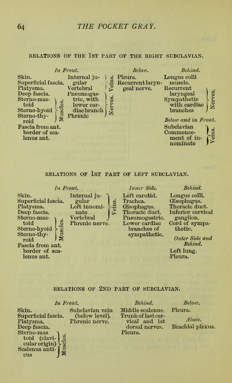 RELATIONS OF THE IST PART OF THE RIGHT SUBCLAVIAN. Skin. Superficial fascia. Platysma. Deep fascia. Sterno-mas- \ ^ toid ^ Sterno-hyoid Y ^ Sterno-thy- ^ roid J ^ Fascia from ant. border of sca- lenus ant. In Front. Internal ju- gular Vertebral Fneumogas- tric, with lower car- diac branch Phrenic Below. Behind. Pleura. Longus colli Recurrent laryn- muscle, geal nerve. Recurrent \ . laryngeal S Sympathetic I ^ with cardiac ^ branches ) Belov) and in Front. Subclavian ^ ^ Commence- § ment of in- ^ nominate RELATIONS OF IST PART OF LEFT SUBCLAVIAN. In Front. Skin. Superficial fascia. Platysma. Deep fascia. Sterno-mas- \ . toid ^ Sterno-hyoid Sterno-thy- roid ^ Fascia from ant. border of sca- lenus ant. Internal ju- ^ gular g Left innomi- V.S nate I Vertebral j Phrenic nerve. Inner Side. Left carotid. Trachea. (Esophagus. Thoracic duct. Pneumogastric. Lower cardiac branches of sympathetic. Behind. Longus colli. CEsophagus. Thoracic duct. Inferior cervical ganglion. Cord of sympa- thetic. Outer Side and Behind. Left lung. Pleura. RELATIONS OF 2ND PART OF SUBCLAVIAN. In Front. Skin. Subclavian vein Superficial fascia. (below level). Platysma. Phrenic nerve. Deep fascia. Sterno-mas . toid (clavi-1 J cular origin) v'§ Scalenus anti- I ^ cus J ^ Behind. Belovj. Middle scalenus. Pleura. Trunk of last cer- vical and 1st ^^ove. dorsal nerves. Brachial plexus. Pleura.