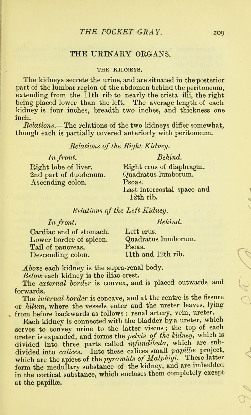 THE URINARY ORGANS. THE KIDNEYS. The kidneys secrete the urine, and are situated in the posterior part of the lumbar region of the abdomen behind the peritoneum, extending from the 11th rib to nearly the crista ilii, the right being placed lower than the left. The average length of each kidney is four inches, breadth two inches, and thickness one inch. Belations.—The relations of the two kidneys differ somewhat, though each is partially covered anteriorly with peritoneum. Belations of the Bight Kidney. In front. Behind. Right lobe of liver. Right crus of diaphragm. 2nd part of duodenum. Quadratus lumborum. Ascending colon. Psoas. Last intercostal space and 12th rib. Belations of the Left Kidney. In front. Behind. Cardiac end of stomach. Left crus. Lower border of spleen. Quadratus lumborum. Tail of pancreas. Psoas. Descending colon. 11th and 12th rib. Above each kidney is the supra-renal body. Below each kidney is the iliac crest. The external border is convex, and is placed outwards and forwards. The internal border is concave, and at the centre is the fissure or hilum, where the vessels enter and the ureter leaves, lying from before backwards as follows : renal artery, vein, ureter. Each kidney is connected with the bladder by a ureter, which serves to convey urine to the latter viscus; the top of each ureter is expanded, and forms the pelvis of the kidney, whi3h is divided into three parts called infundibula, which are sub- divided into calices. Into these calicos small papillce project, which are the apices of the pyramids of Malphigi. These latter form the medullary substance of the kidney, and are imbedded in the cortical substance, which encloses them completely except at the papillae.