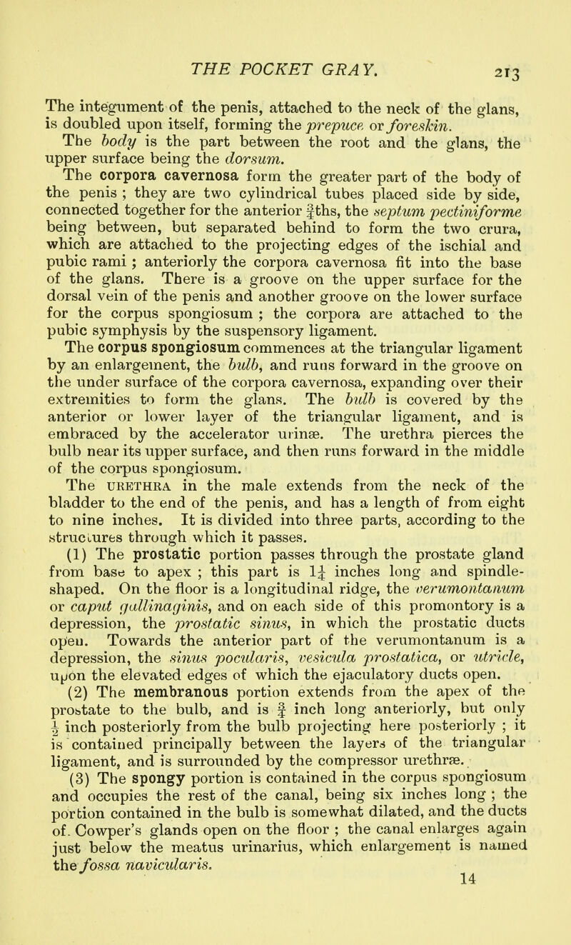 The integument of the penis, attached to the neck of the glans, is doubled upon itself, forming the prepuce, or foreshin. The body is the part between the root and the glans, the upper surface being the dorsum. The corpora cavernosa form the greater part of the body of the penis ; they are two cylindrical tubes placed side by side, connected together for the anterior fths, the septum pectiniforme being between, but separated behind to form the two crura, which are attached to the projecting edges of the ischial and pubic rami ; anteriorly the corpora cavernosa fit into the base of the glans. There is a groove on the upper surface for the dorsal vein of the penis and another groove on the lower surface for the corpus spongiosum ; the corpora are attached to the pubic symphysis by the suspensory ligament. The corpus spongiosum commences at the triangular ligament by an enlargement, the bulb, and runs forward in the groove on the under surface of the corpora cavernosa, expanding over their extremities to form the glans. The btdb is covered by the anterior or lower layer of the triangular ligament, and is embraced by the accelerator uiinse. The urethra pierces the bulb near its upper surface, and then runs forward in the middle of the corpus spongiosum. The URETHRA in the male extends from the neck of the bladder to the end of the penis, and has a length of from eight to nine inches. It is divided into three parts, according to the structures through which it passes. (1) The prostatic portion passes through the prostate gland from base to apex ; this part is inches long and spindle- shaped. On the floor is a longitudinal ridge, the oerumontaiium or caput gaUinaginis, and on each side of this promontory is a depression, the prostatic sinus, in which the prostatic ducts open. Towards the anterior part of the verumontanum is a depression, the sinus poctdaris, vesicula prostatica, or utricle, upon the elevated edges of which the ejaculatory ducts open. (2) The membranous portion extends from the apex of the prostate to the bulb, and is | inch long anteriorly, but only J inch posteriorly from the bulb projecting here posteriorly ; it is contained principally between the layers of the triangular ligament, and is surrounded by the compressor urethrae. (3) The spongy portion is contained in the corpus spongiosum and occupies the rest of the canal, being six inches long ; the portion contained in the bulb is somewhat dilated, and the ducts of. Cowper's glands open on the floor ; the canal enlarges again just below the meatus urinarius, which enlargemerit is named the/o-5.9a navicularis.