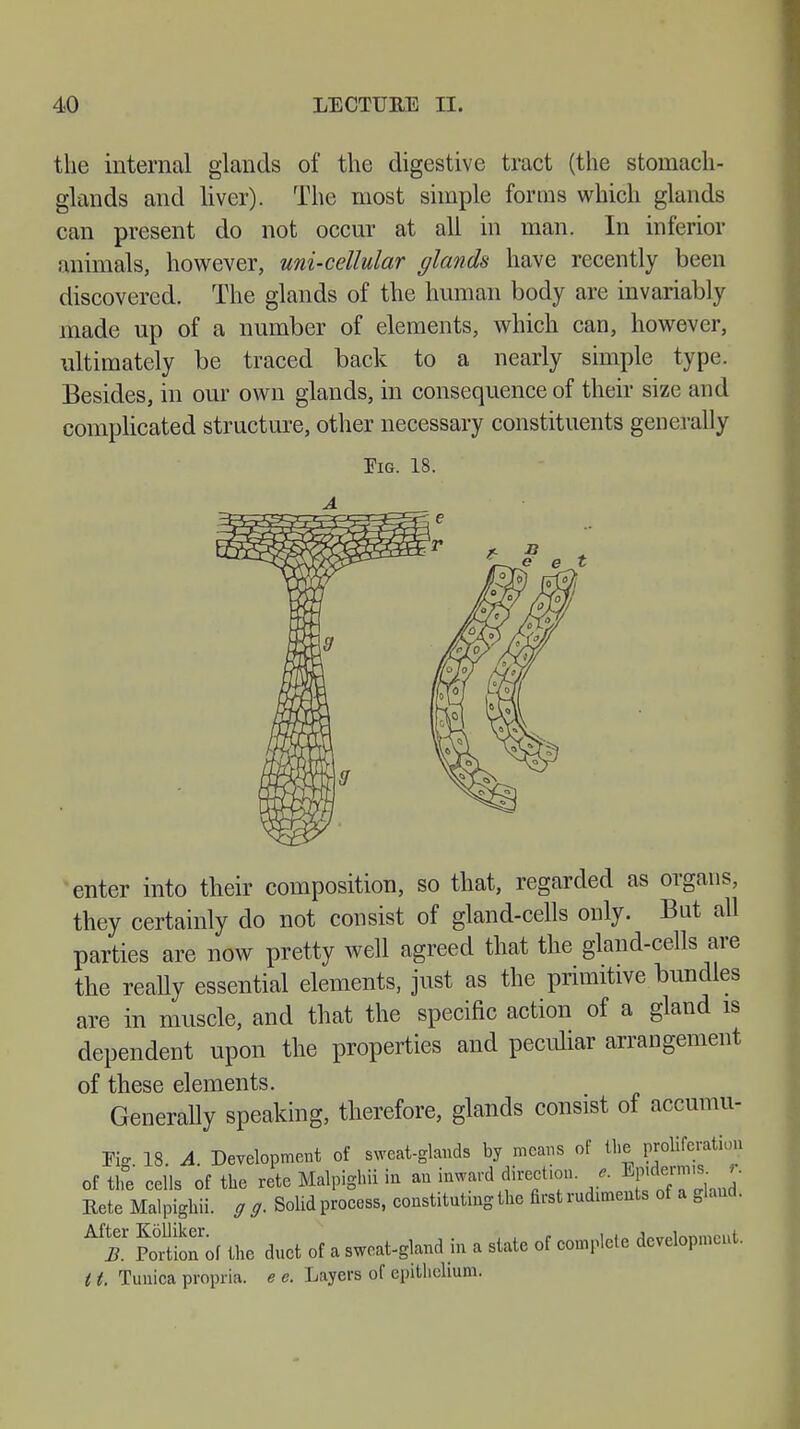 the internal glands of the digestive tract (the stomach- glands and liver). The most simple forms which glands can present do not occur at all in man. In inferior :mimals, however, uni-cellular (/lands have recently been discovered. The glands of the human body are invariably made up of a number of elements, which can, however, ultimately be traced back to a nearly simple type. Besides, in our own glands, in consequence of their size and complicated structure, other necessary constituents generally Tig. 18. enter into their composition, so that, regarded as organs, they certainly do not consist of gland-cells only. But all parties are now pretty well agreed that the gland-cells are the really essential elements, just as the primitive bundles are in muscle, and that the specific action of a gland is dependent upon the properties and peculiar arrangement of these elements. Generally speaking, therefore, glands consist of accumu- Fig 18. A. Development of sweat-glands by means of the proliferation of the cells of the rete Malpigbii in an inward direction, e. ^J»VJ- Bete Malpigbii. g g. Solid process, constituting tbc first rudiments of a gland, Mf. Snrof the duct of a sweat-gland in a state of complete development. 11. Tunica propria, e e. Layers of epithelium.