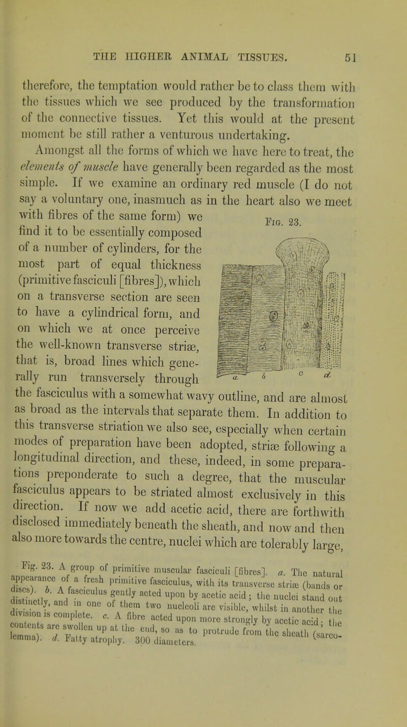 therefore, the temptation would rather be to class them with the tissues which we see produced by the transformation of the connective tissues. Yet this would at the present moment be still rather a venturous undertaking. Amongst all the forms of which we have here to treat, the elements of muscle have generally been regarded as the most simple. If we examine an ordinary red muscle (I do not say a voluntary one, inasmuch as in the heart also we meet with fibres of the same form) we FlG 23 find it to be essentially composed of a number of cylinders, for the fi&ft^ most part of equal thickness (primitive fasciculi [fibres]), which on a transverse section are seen to have a cylindrical form, and on which we at once perceive the well-known transverse striae, that is, broad lines which gene- rally ran transversely through the fasciculus with a somewhat wavy outline, and are almost as broad as the intervals that separate them. In addition to this transverse striationwe also see, especially when certain modes of preparation have been adopted, striee following a longitudinal direction, and these, indeed, in some prepara- tions preponderate to such a degree, that the muscular fasciculus appears to be striated almost exclusively in this direction. If now we add acetic acid, there are forthwith disclosed immediately beneath the sheath, and now and then also more towards the centre, nuclei which are tolerably large, Fig. 23. A group of primitive muscular fasciculi [fibres], a. The natural ZT71 fl ?h ,,rin:itiVe fTiCUlUS' WiUl ltS tr™™° 8tri» 0»dl or 2,1 A,faSC,CuluS f acted UP™ by acetic acid; the nuclei taud out