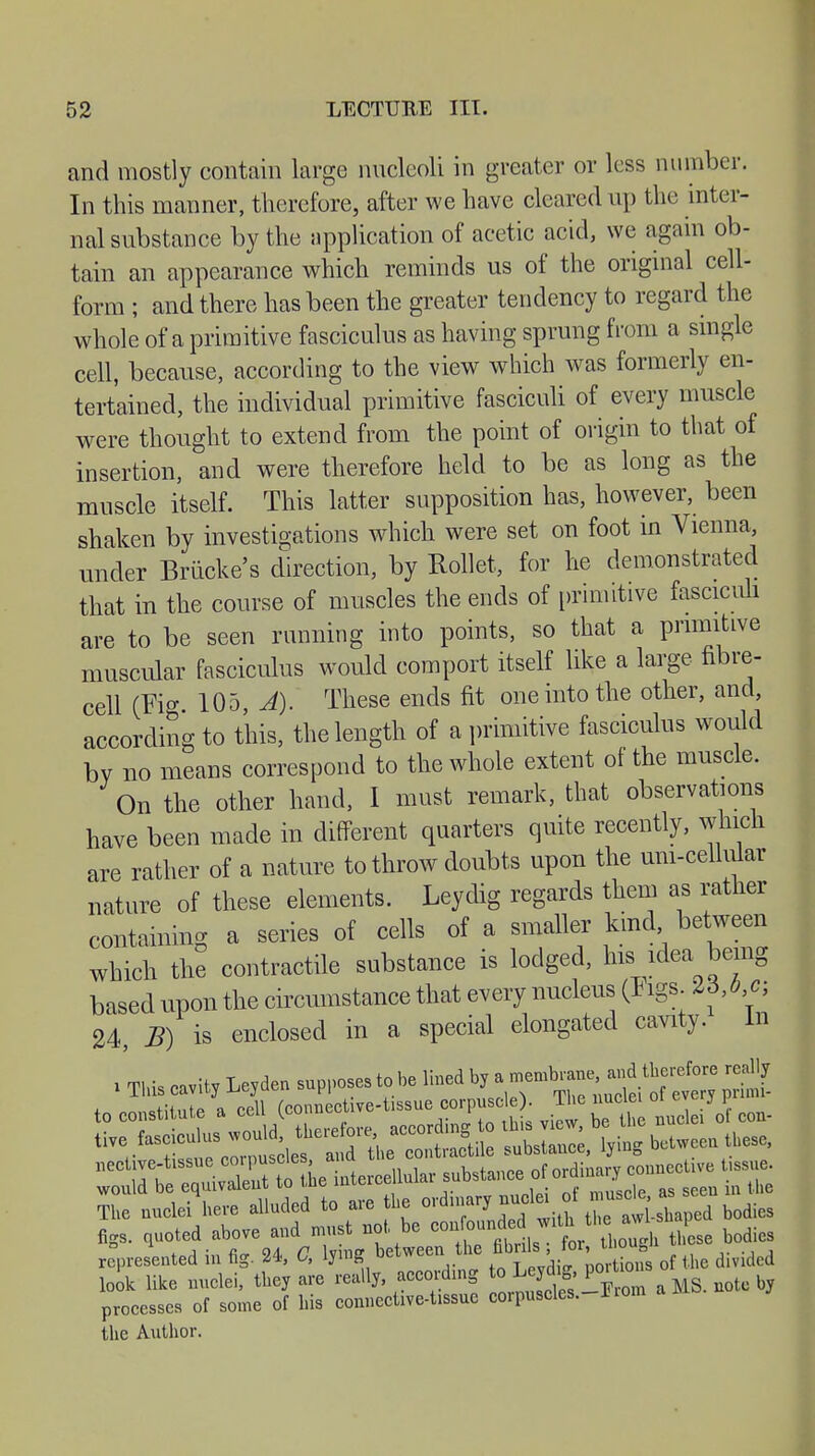 and mostly contain largo nucleoli in greater or less number. In this manner, therefore, after we have cleared up the inter- nal substance by the application of acetic acid, we again ob- tain an appearance which reminds us of the original cell- form ; and there has been the greater tendency to regard the whole of a primitive fasciculus as having sprung from a single cell, because, according to the view which was formerly en- tertained, the individual primitive fasciculi of every muscle were thought to extend from the point of origin to that of insertion, and were therefore held to be as long as the muscle itself. This latter supposition has, however, been shaken by investigations which were set on foot in Vienna, under Brücke's direction, by Rollet, for he demonstrated that in the course of muscles the ends of primitive fasciculi are to be seen running into points, so that a primitive muscular fasciculus would comport itself like a large fibre- cell (Fie* 105, A). These ends fit one into the other, and, according to this, the length of a primitive fasciculus would bv no means correspond to the whole extent of the muscle. On the other hand, I must remark, that observations have been made in different quarters quite recently, which are rather of a nature to throw doubts upon the urn-cellular nature of these elements. Leydig regards them as rather containing a series of cells of a smaller kind between which the contractile substance is lodged, his idea being based upon the circumstance that every nucleus (Figs. tö,ö c, 24, B) is enclosed in a special elongated cavity, in . This cavity Leyden supposes to be lined by a membranej^herefo» really figs, quoted above and must not be ^^^^^t .o'gh these bodies represented in fig. 24, C, ly.ng between the divided look like nuclei, they are really, according to ^* J^,™ m uotc by processes of some of his connective-tissue corpuscles.-l torn the Author.