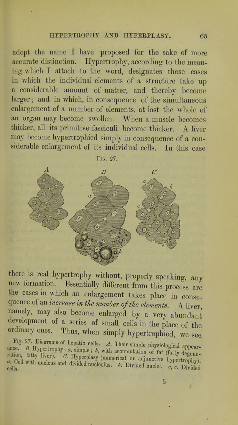 adopt the name I have proposed for the sake of more accurate distinction. Hypertrophy, according to the mean- ing which I attach to the word, designates those cases in which the individual elements of a structure take up a considerable amount of matter, and thereby become larger; and in which, in consequence of the simultaneous enlargement of a number of elements, at last the whole of an organ may become swollen. When a muscle becomes thicker, all its primitive fasciculi become thicker. A liver may become hypertrophied simply in consequence of a con- siderable enlargement of its individual cells. In this case Fig. 27. there is real hypertrophy without, properly speaking any new formation. Essentially different from this process are the cases in which an enlargement takes place in conse- quence of an increase in the number of the elements A liver namely, may also become enlarged by a very abundant development of a series of small cells in the place of the ordinary ones. Thus, when simply hypertrophied, we see l7VTDiaS?m3, °f hCpatic CeUs< A- Their simPle Physiological appear- ZL f tf yP1ert71,y = *'ilm^> >> With accumulation of fat (fatty Ef ration fa ty hvcr). C Hyperplasy (numerical or adjunctive hypertrophy) *Cdl with nucleus and divided nucleolus. *. Divided nuclei. JTSSw 5