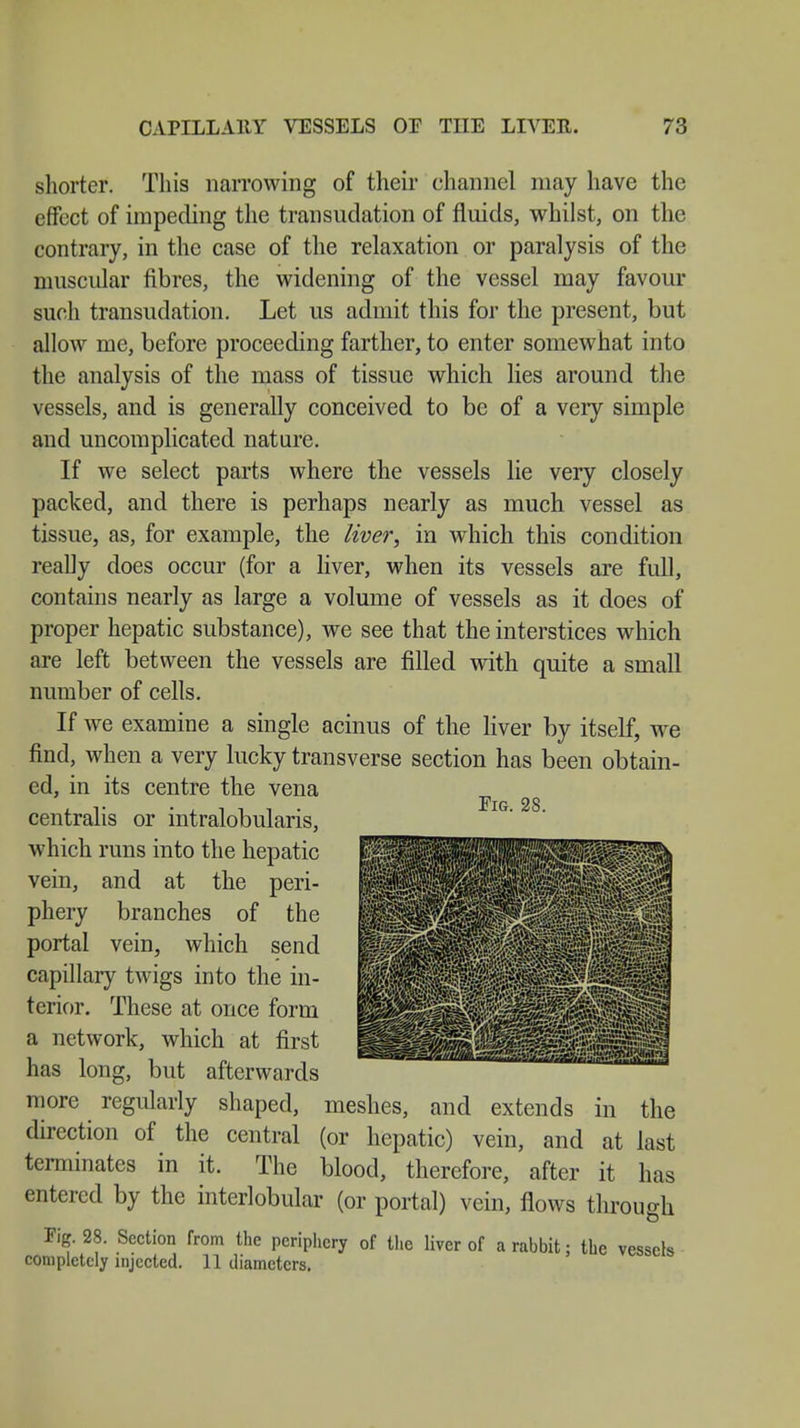 shorter. This narrowing of their channel may have the effect of impeding the transudation of fluids, whilst, on the contrary, in the case of the relaxation or paralysis of the muscular fibres, the widening of the vessel may favour such transudation. Let us admit this for the present, but allow me, before proceeding farther, to enter somewhat into the analysis of the mass of tissue which lies around the vessels, and is generally conceived to be of a very simple and uncomplicated nature. If we select parts where the vessels lie very closely packed, and there is perhaps nearly as much vessel as tissue, as, for example, the liver, in which this condition really does occur (for a liver, when its vessels are full, contains nearly as large a volume of vessels as it does of proper hepatic substance), we see that the interstices which are left between the vessels are filled with quite a small number of cells. If we examine a single acinus of the liver by itself, we find, when a very lucky transverse section has been obtain- ed, in its centre the vena centralis or intralobularis, which runs into the hepatic vein, and at the peri- phery branches of the portal vein, which send capillary twigs into the in- terior. These at once form a network, which at first has long, but afterwards more regularly shaped, meshes, and extends in the direction of the central (or hepatic) vein, and at last terminates in it. The blood, therefore, after it has entered by the interlobular (or portal) vein, flows through Kg. 28. Section from the periphery of the liver of a rabbit; the vessels completely injected. 11 diameters. Fig. 28.