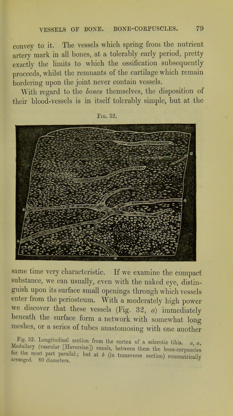 convey to it. The vessels which spring from the nutrient artery mark in all bones, at a tolerably early period, pretty exactly the limits to which the ossification subsequently proceeds, whilst the remnants of the cartilage which remain bordering upon the joint never contain vessels. With regard to the bones themselves, the disposition of their blood-vessels is in itself tolerably simple, but at the Pig. 32. same time very characteristic. If we examine the compact substance, we can usually, even with the naked eye, distin- guish upon its surface small openings through which vessels enter from the periosteum. With a moderately high power we discover that these vessels (Fig. 32, a) immediately beneath the surface form a network with somewhat long meshes, or a series of tubes anastomosing with one another Fig 32. Longitudinal section from the cortex of a sclerotic tibia, a a Medullary (vascular [Haversian]) canals, between them the bone-corpuscles for the most part parallel; but at b (in transverse section) concentrically arranged. 80 diameters. wwuij