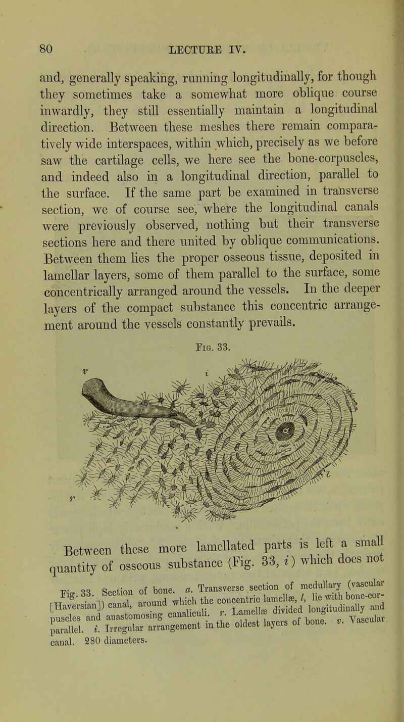 and, generally speaking, running longitudinally, for though they sometimes take a somewhat more oblique course inwardly, they still essentially maintain a longitudinal direction. Between these meshes there remain compara- tively wide interspaces, within which, precisely as we before saw the cartilage cells, we here see the bone-corpuscles, and indeed also in a longitudinal direction, parallel to the surface. If the same part be examined in transverse section, we of course see, where the longitudinal canals were previously observed, nothing but their transverse sections here and there united by oblique communications. Between them lies the proper osseous tissue, deposited in lamellar layers, some of them parallel to the surface, some concentrically arranged around the vessels. In the deeper layers of the compact substance this concentric arrange- ment around the vessels constantly prevails. Fig. 33. Between these more lamellated parts is left a small quantity of osseous substance (Fig. 33, I) which does not ~. oo section of bone. a. Transverse section of medullary (vascular around wMc,, f — ^ ^ Ss.na ss^ä or tae. * canal. 280 diameters.